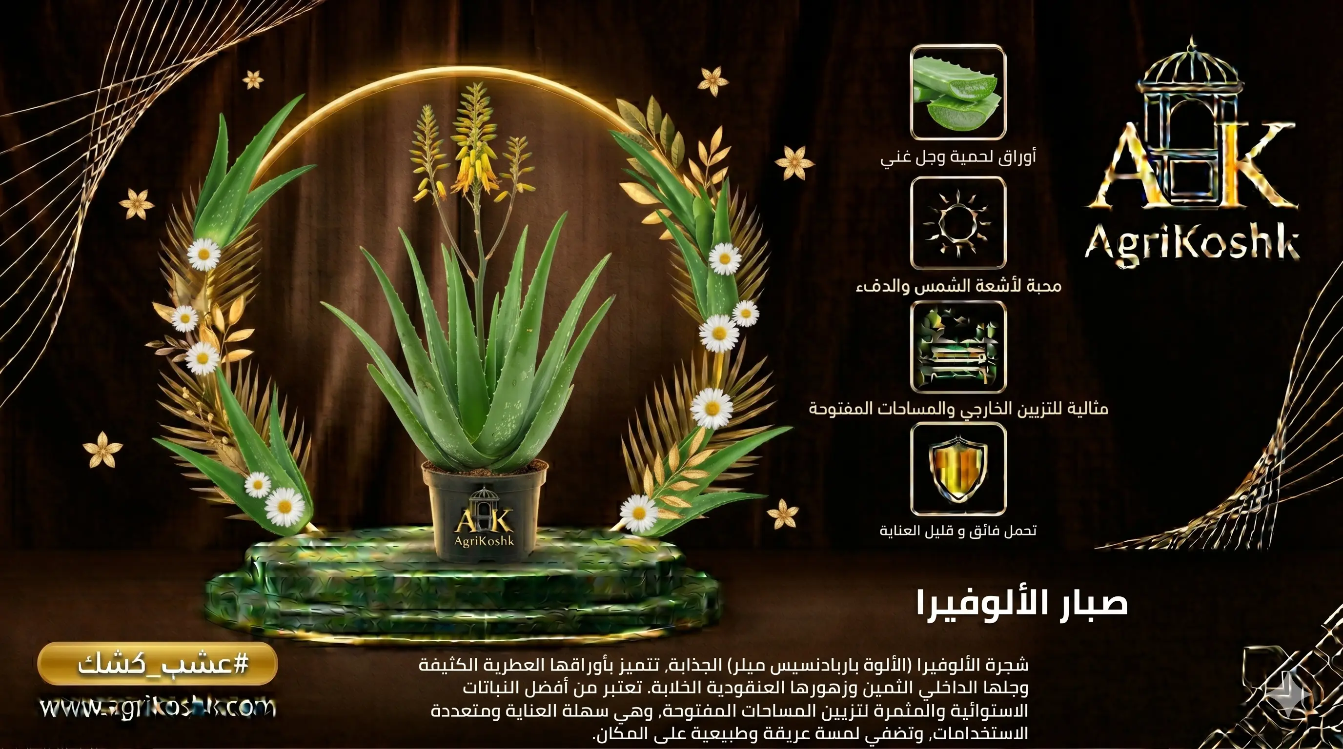 شتلات نبات الألوفيرا الطبي البالغ المزهر (الصبار الصيدلاني) - النضج الهرموني المتفوق والتنسيق العصري المستدام من "أجري كشك"