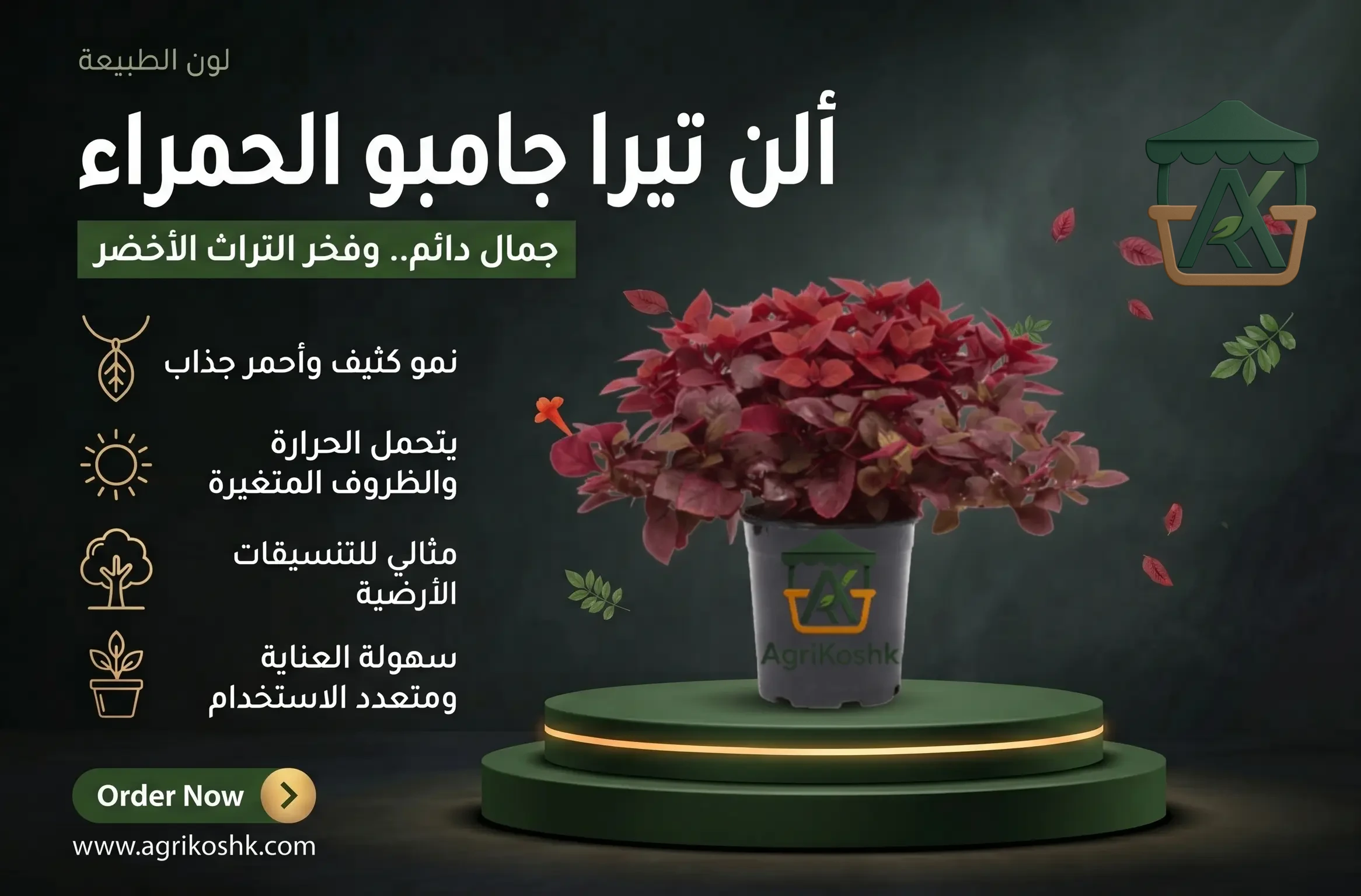 شتلات نبات ألنتيرا جامبو الحمراء الفاخرة - ريشة التحديد الجيومتري وعملاق التغطية الكثيفة من "أجري كشك"