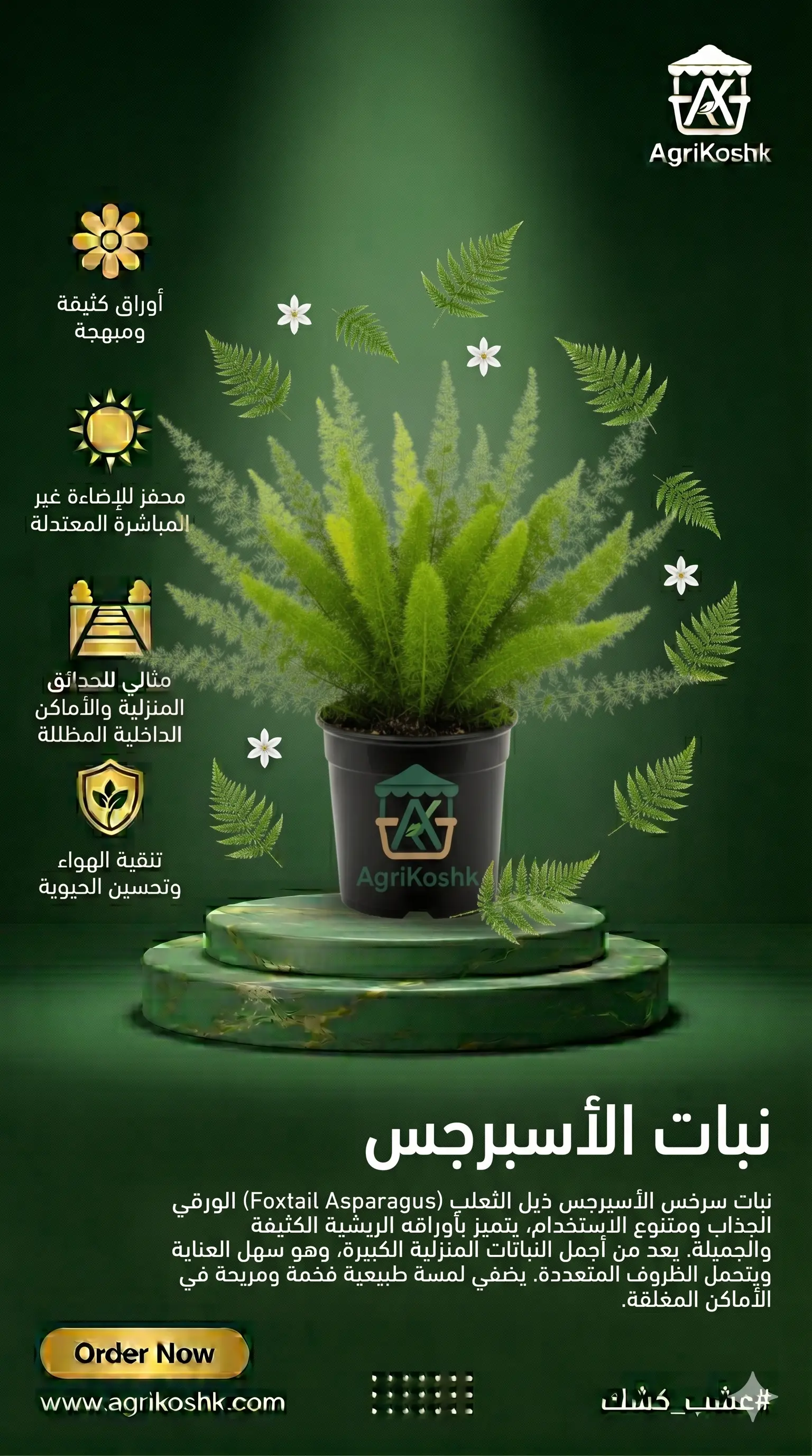 شتلات نبات الأسبرجس الفاخر (فوجير الثعلب) - النحت الهيكلي الفريد والخضرة المعمرة المستدامة من "أجري كشك"