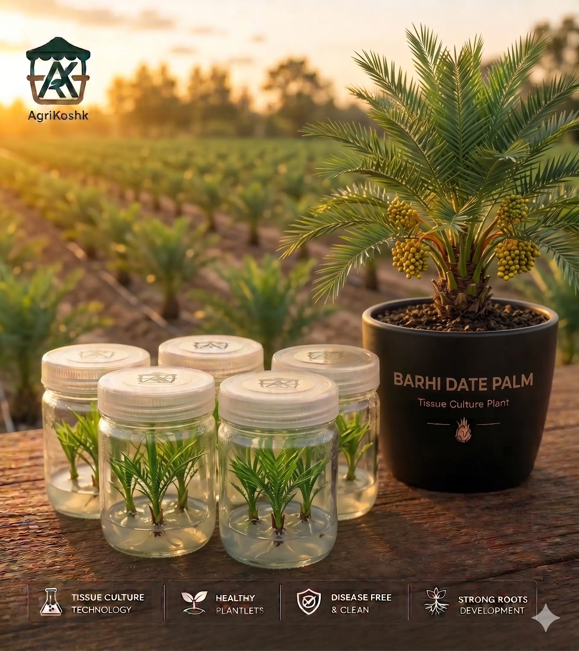 شتلات نخيل البرحي الفاخرة المنتجة بتقنية زراعة الأنسجة (Tissue Culture) – نخيل برحي معتمد عالي الجودة للإنتاج والاستثمار الزراعي