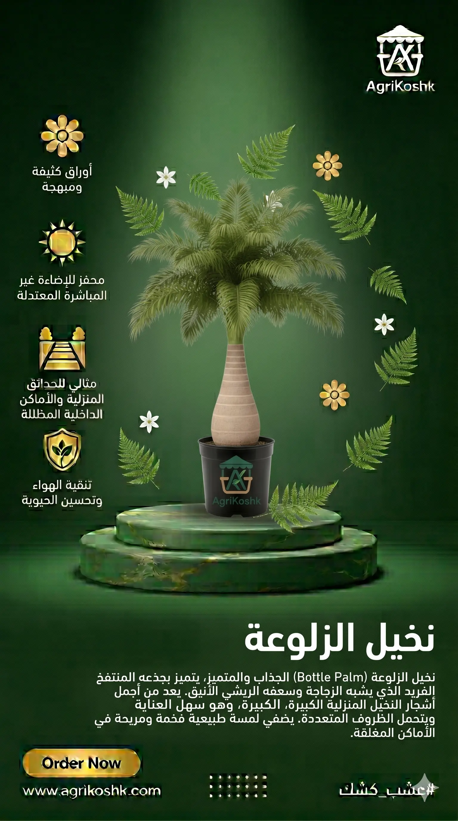 شتلات نخيل الزلوعة الفاخرة (نخيل الزجاجة) - فخامة النخيل الملوكي في حجم مدمج وتصميم هندسي فريد من "أجري كشك"