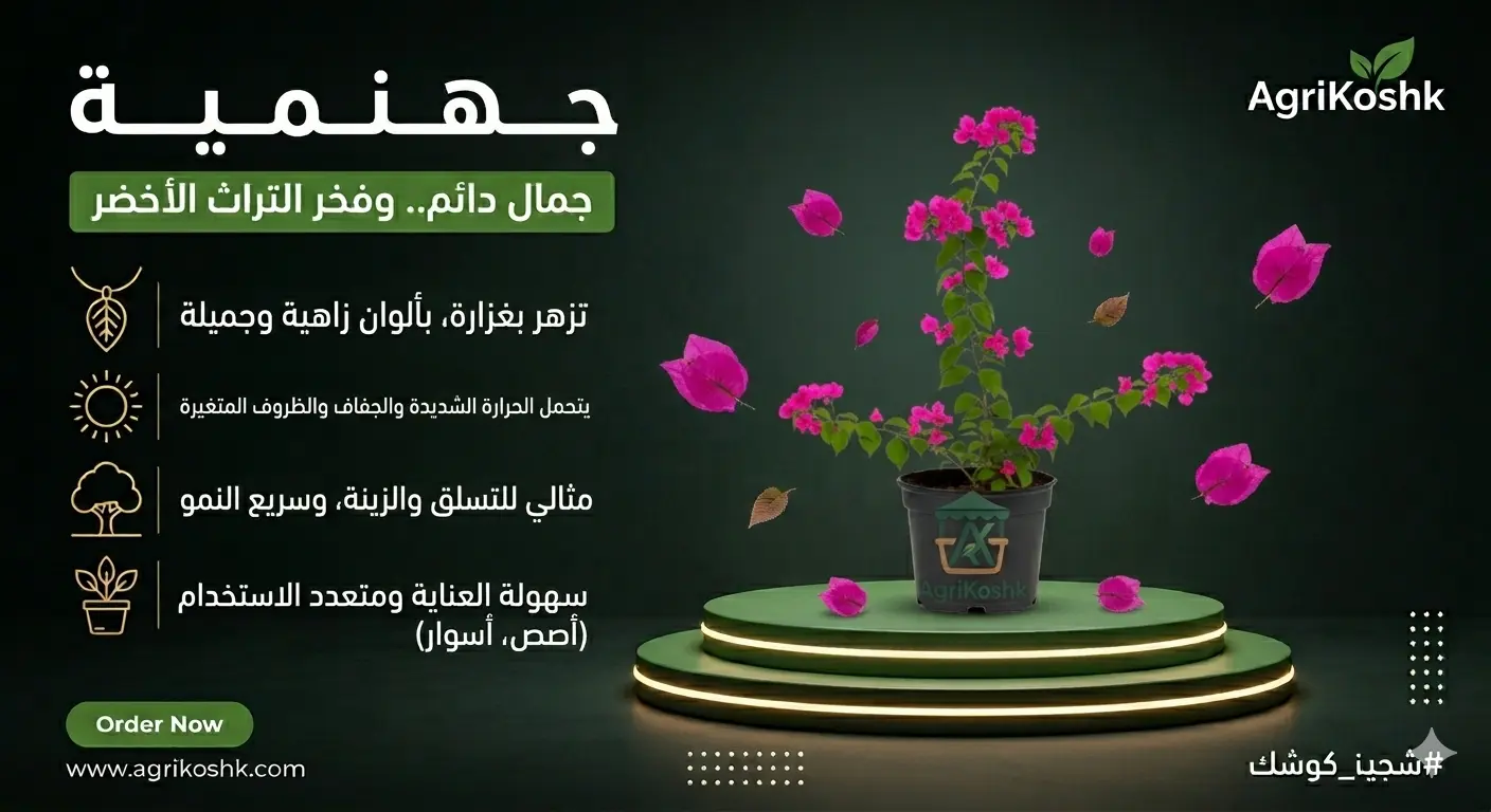 شتلات الجهنمية الفاخرة المزهرة (أيقونة الألوان المتسلقة) - عملاق الصلابة البيئية والتفجير اللوني المستدام من "أجري كشك"