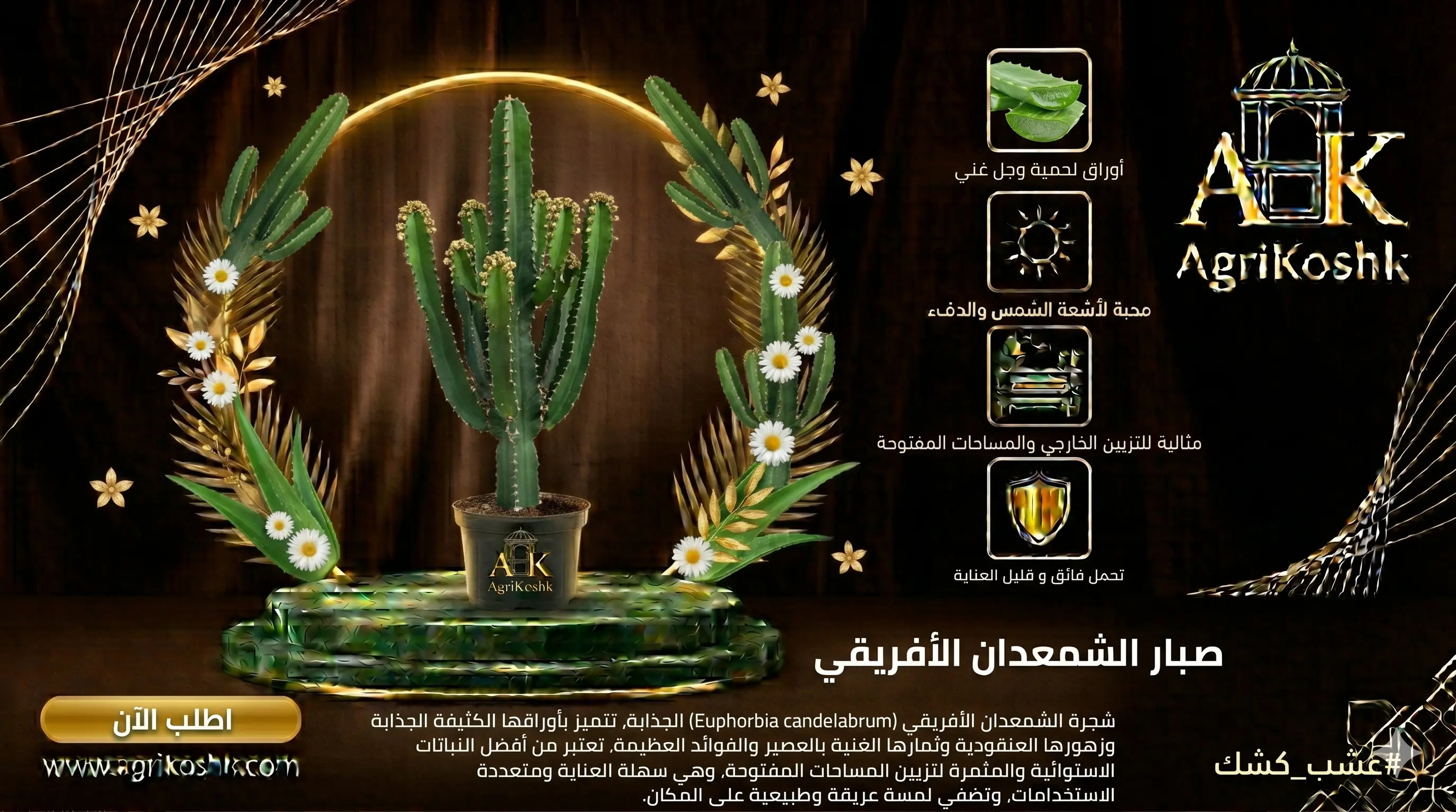 شتلات نبات صبار الشمعدان الأفريقي الفاخر (إيفوربيا إنجنز) - المنحوتة الطبيعية المهيبة والأناقة الهندسية المعاصرة من "أجري كشك"