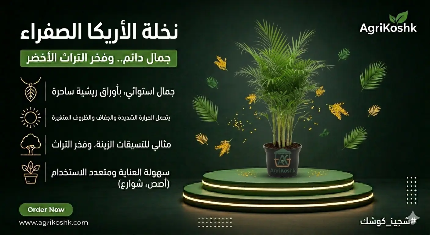 شتلات نخلة الأريكا الصفراء الفاخرة (رئة المنزل البيولوجية) - التوزيع الهندسي المودرن والنقاء البيئي من "أجري كشك"