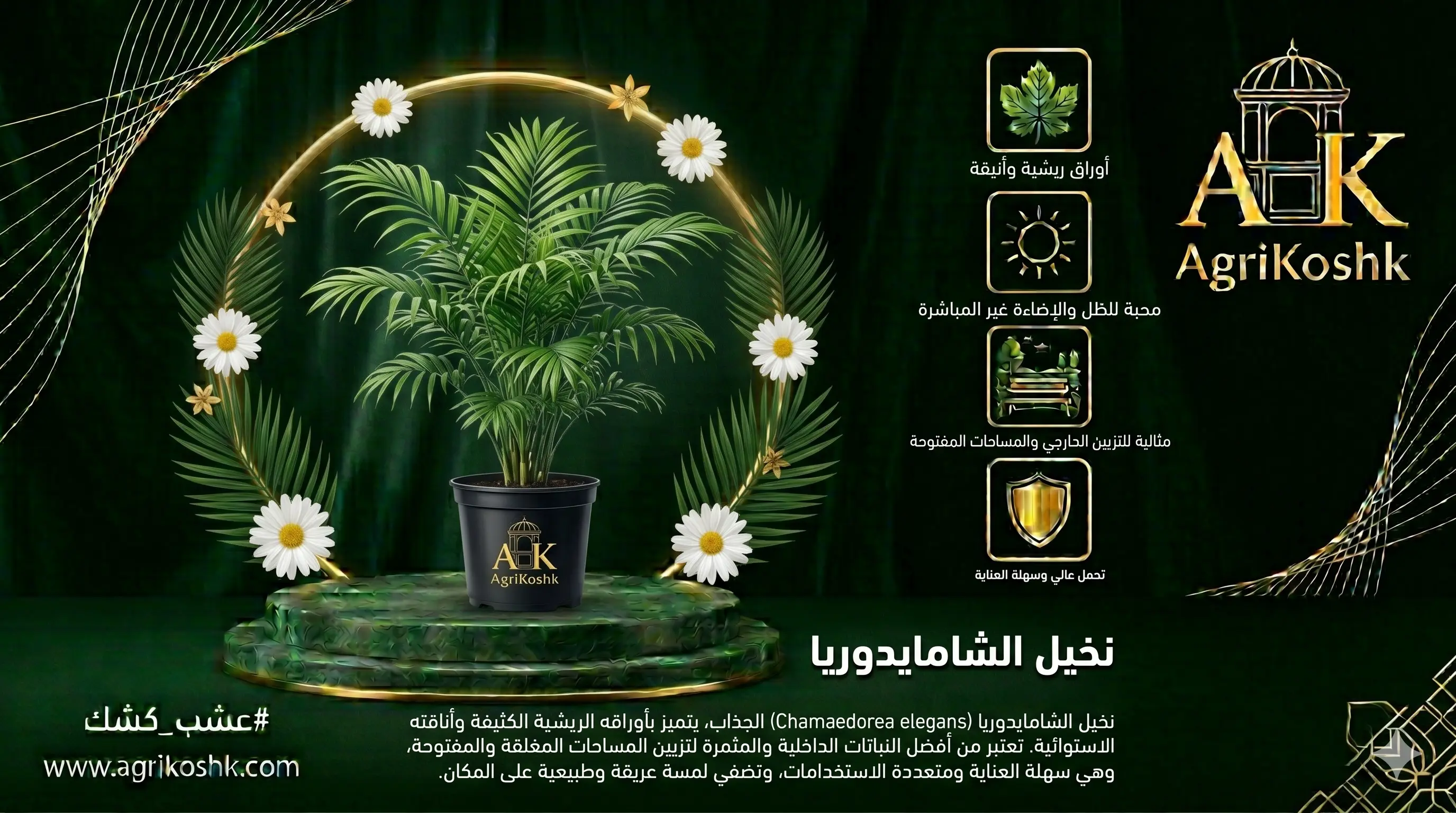 شتلات نخيل الشامايدوريا الفاخرة (نخيل الصالون) - لمسة استوائية ريشية هادئة ونقاء بيئي مطلق من "أجري كشك"