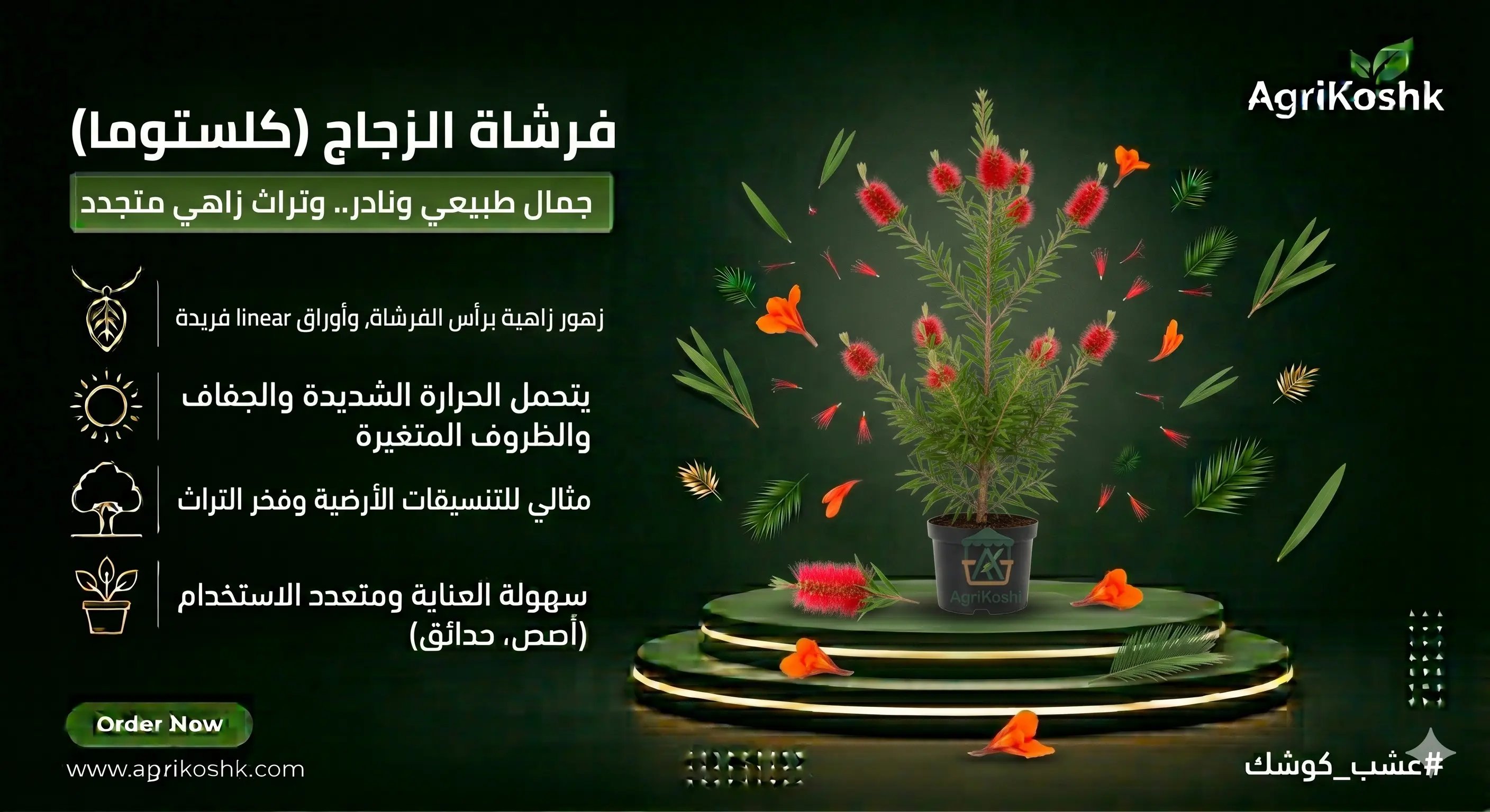 شتلات كلستوما (فرشاة الزجاج) - اللمسة الأسترالية القوية والتزهير الأحمر المبهر لحديقتك من أجري كشك