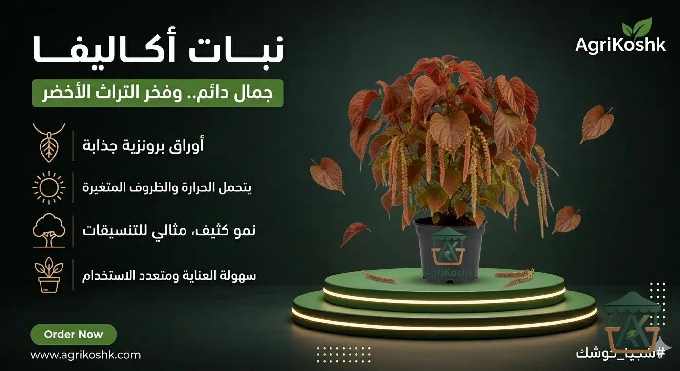 شتلات شجيرة أكاليفا مارجيناتا الفاخرة (النحاسية الحمراء المحددة) - عملاق التباين الجيومتري والتفجير اللوني من "أجري كشك"