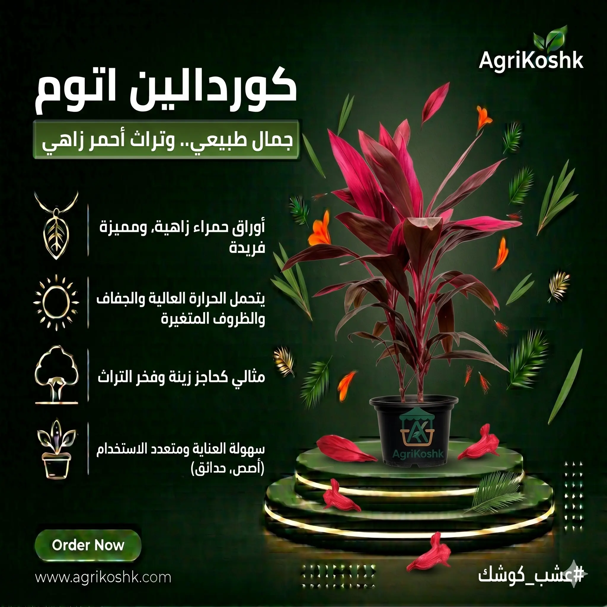 شتلات نبات الكوردالين الأحمر الفاخر - ملك الألوان الاستوائية للديكور الداخلي والخارجي من "أجري كشك"