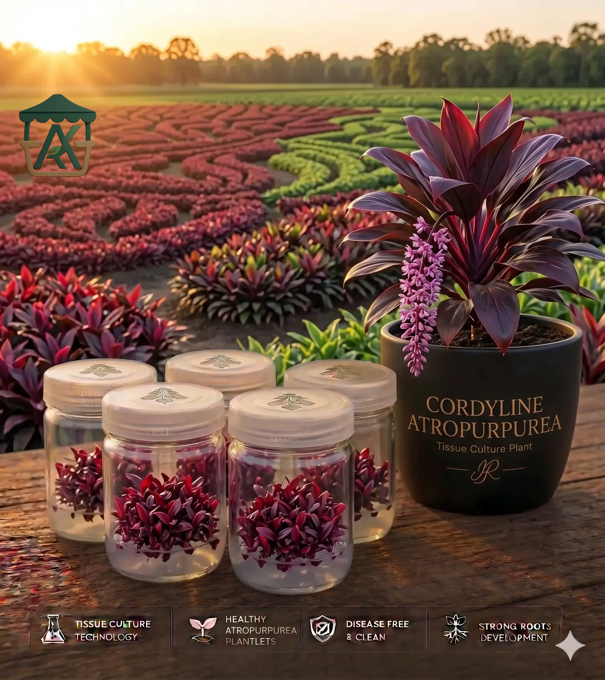 شتلات نبات كورديلاين المعملية الفاخرة (Tissue Cordyline Atropurpurea - Tom 1) - عملاق التباين الأرجواني الداكن والنمو المخبري النقي من "أجري كشك"
