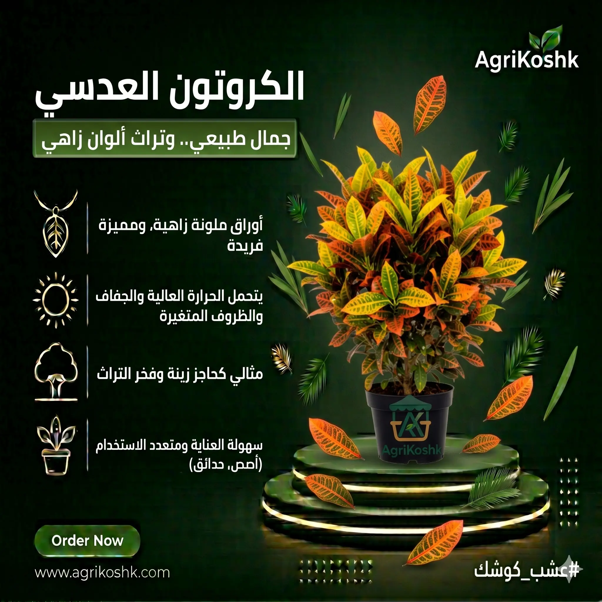 شتلات نبات الكروتون العدسي بترا الفاخر - ملك الألوان المتعددة للديكور الداخلي الأرستقراطي من "أجري كشك"