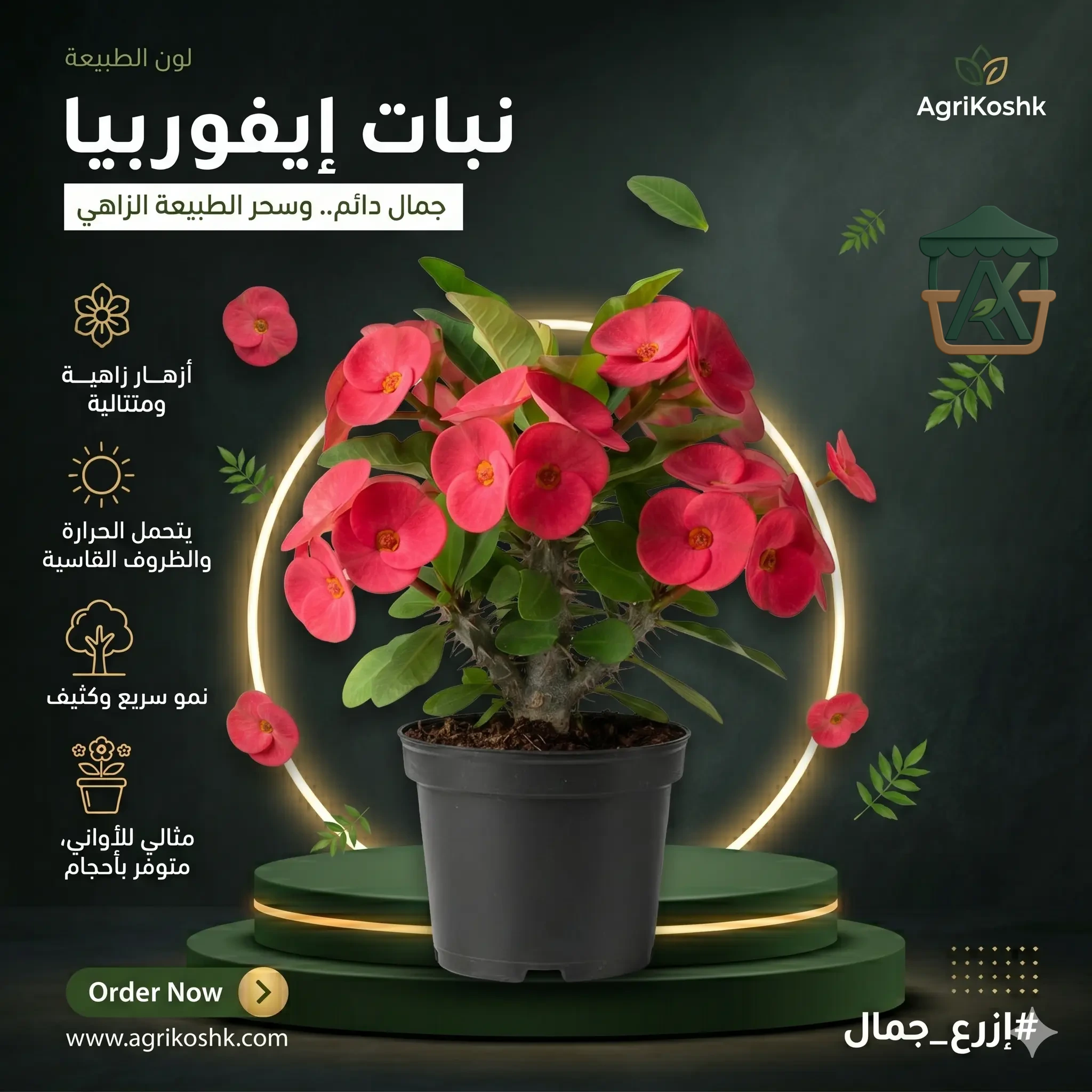 شتلات صبار إيفوربيا دم الغزال الملكية (إكليل المسيح الفاخر) - الجمال الصامد خلف الأشواك والتزهير المستدام من "أجري كشك"