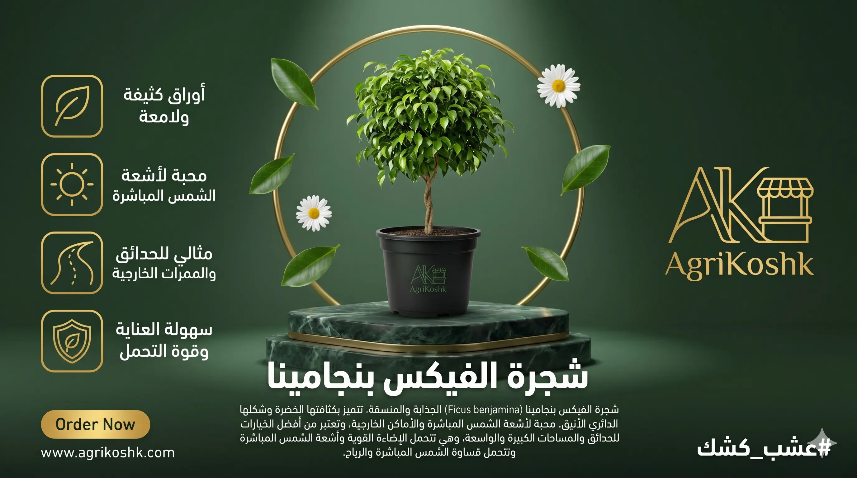 شتلات شجرة الفيكس بنجامينا الكروية الفاخرة (التين الباكي) - لمسة فنية خضراء وأناقة انسيابية معالجة فسيولوجياً من "أجري كشك"
