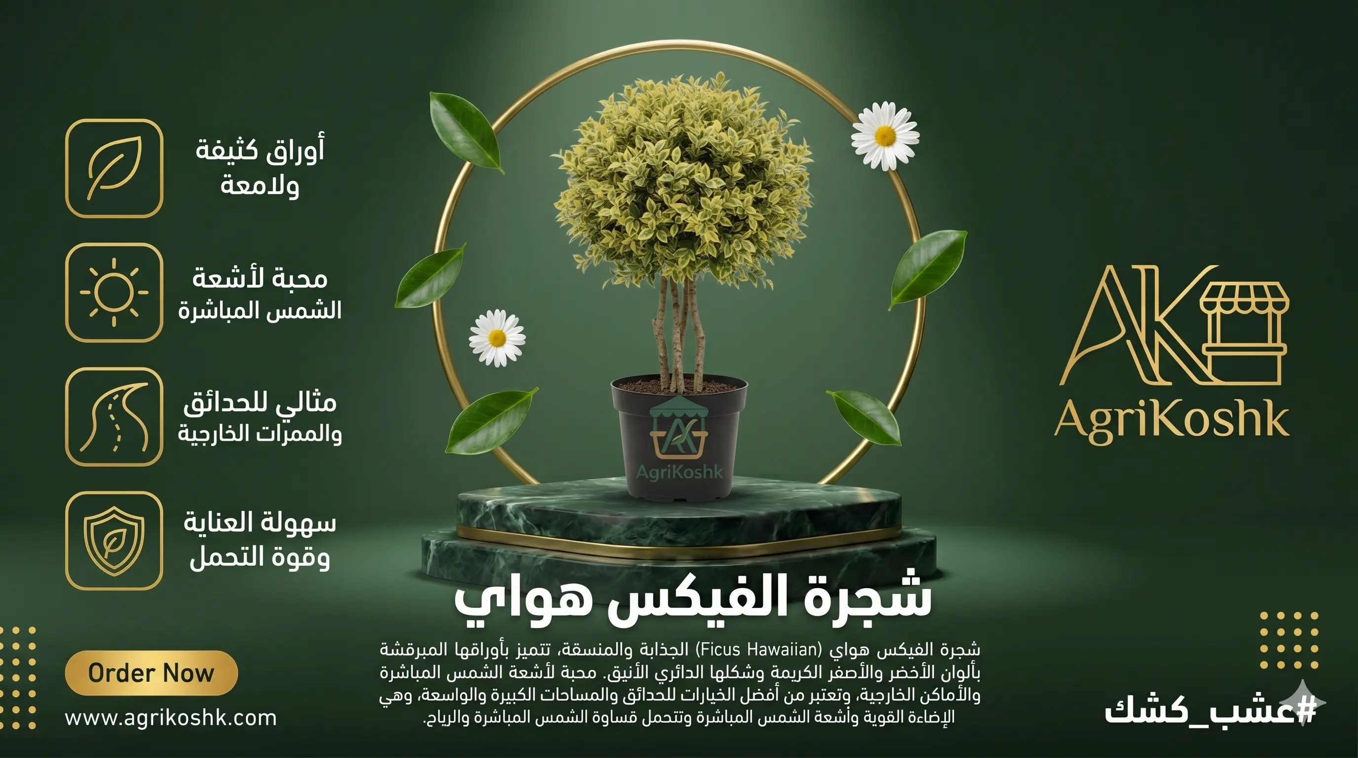 شتلات شجرة الفيكس هاواي الفاخرة (الذهب الاستوائي) - عنوان التميز الشجري والبرقشة الذهبية المشرقة من "أجري كشك"