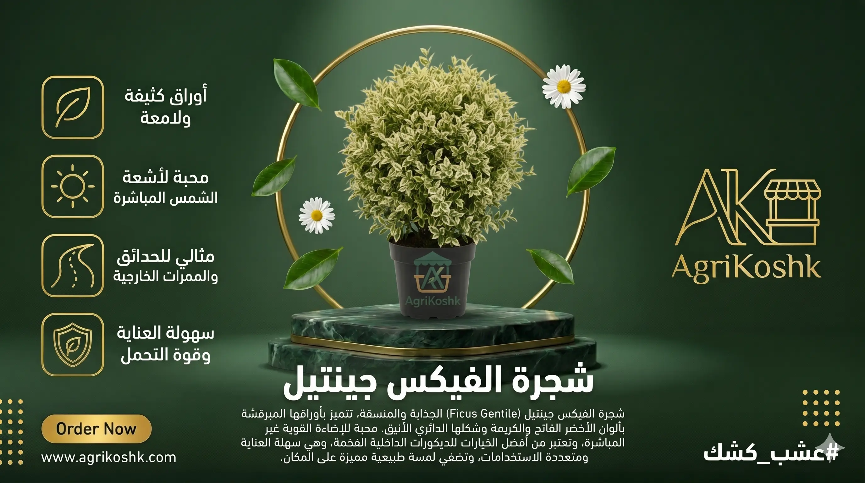 شتلات شجيرة الفيكس جينتل الفاخرة (اللؤلؤة البيضاء) - أناقة الأوراق المضيئة بالبرقشة الثلجية والتنسيق المودرن من "أجري كشك"