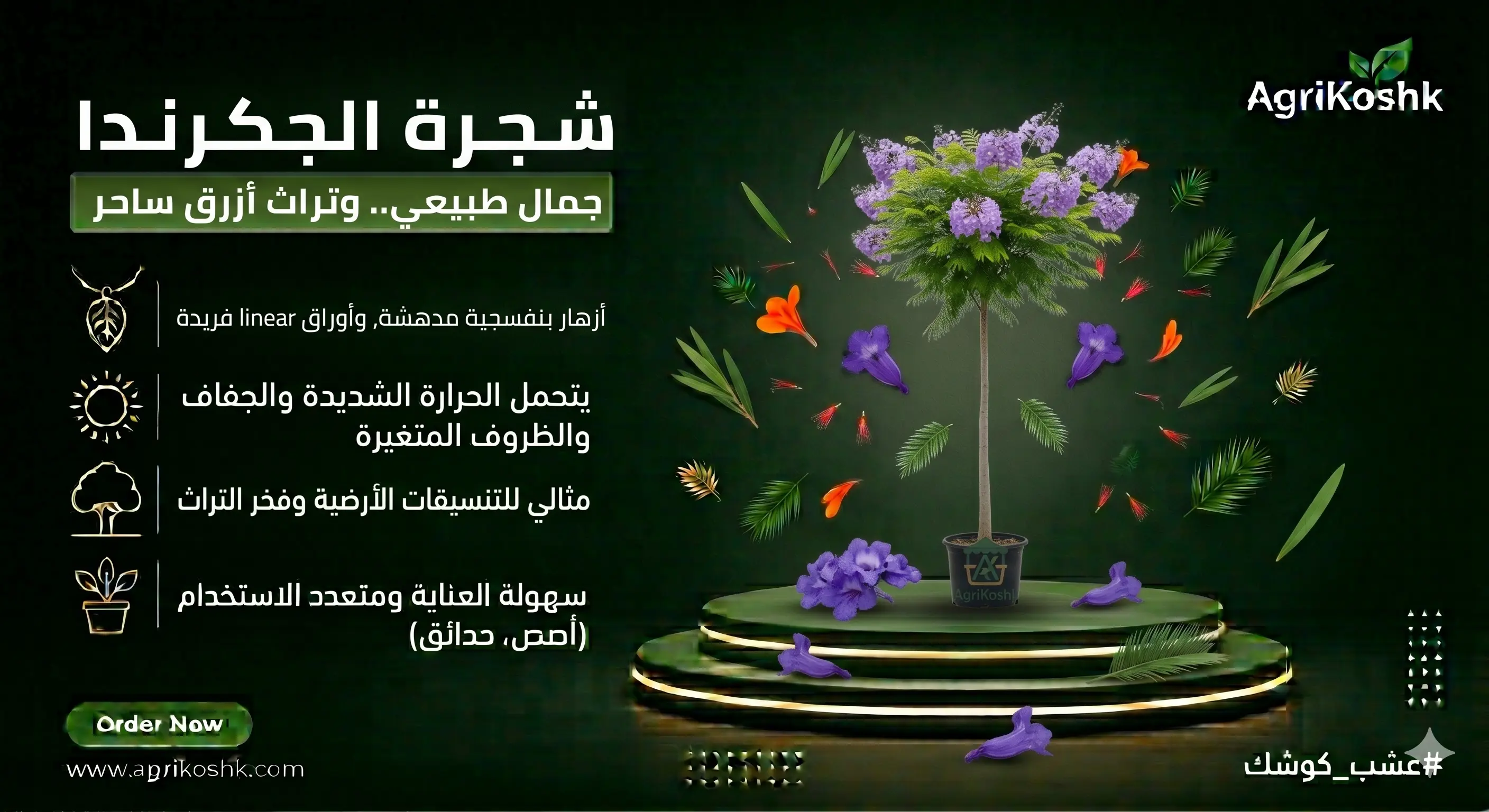 شتلات شجرة الجكرندا البنفسجية الفاخرة - أيقونة الجمال الاستوائي وسحر التزهير الناقوسي من "أجري كشك"