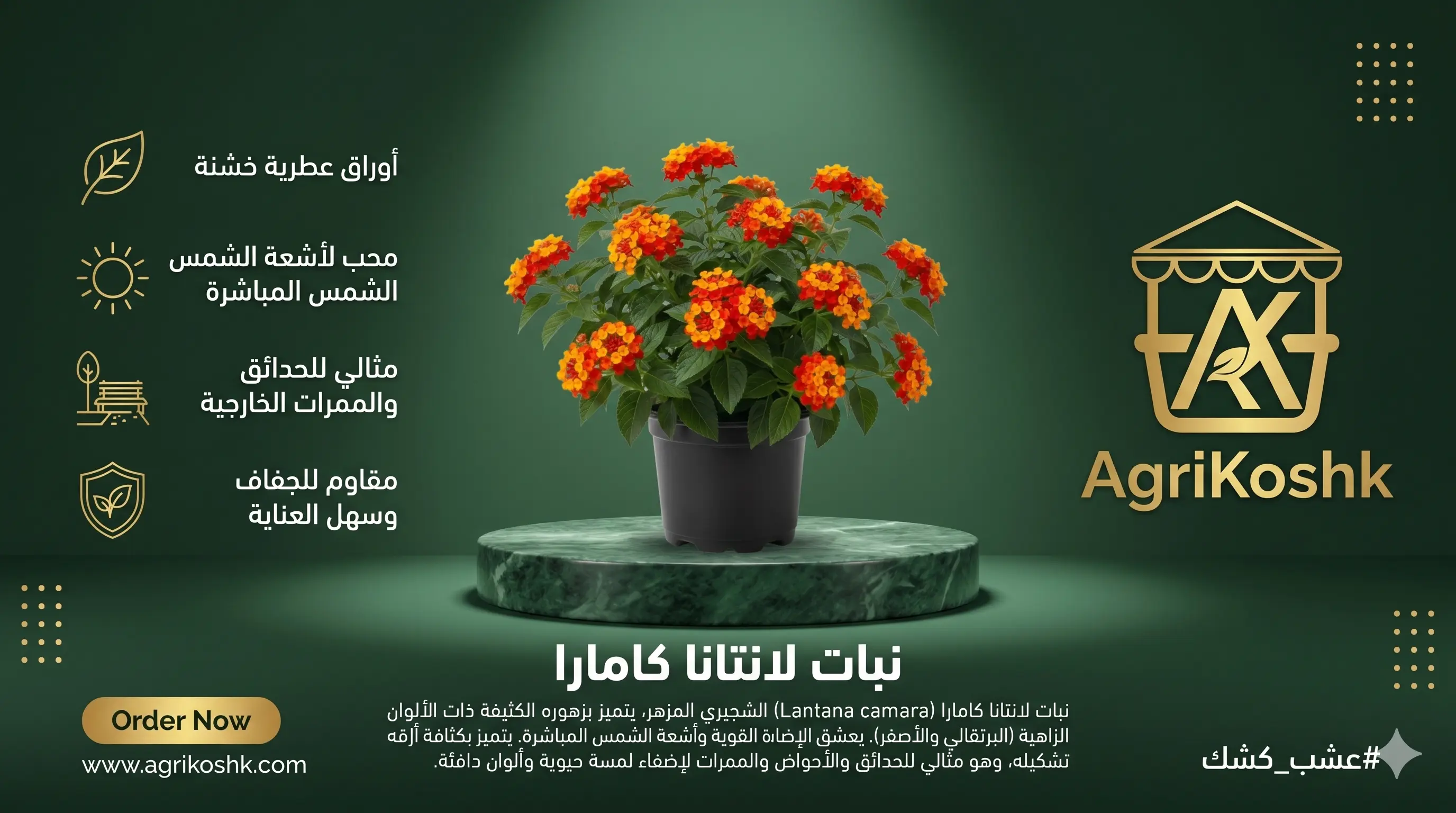 شتلات شجيرة اللانتانا كامارا الفاخرة (أم كلثوم) - انفجار الألوان المتغيرة والصلابة الأسطورية للاندسكيب المشمس من "أجري كشك"