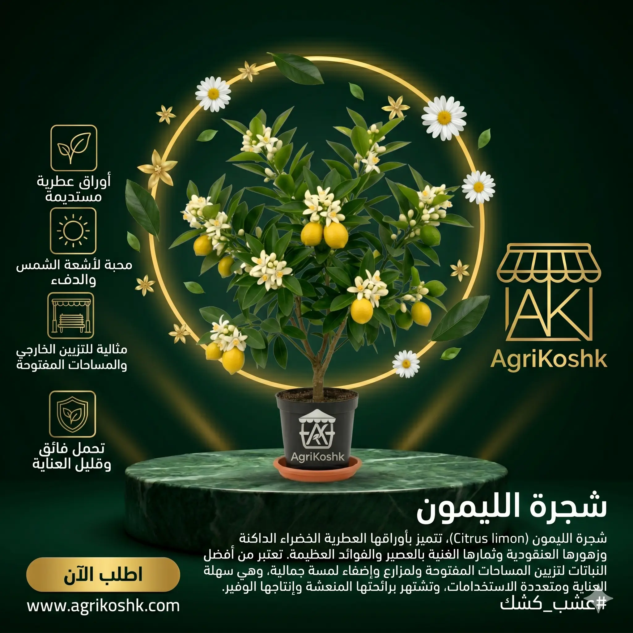شتلات أشجار الليمون المطعومة غزيرة الإنتاج الفاخرة (أصناف النخبة المستدامة) - بنزهير، أضاليا، وليمون نعناع من "أجري كشك"