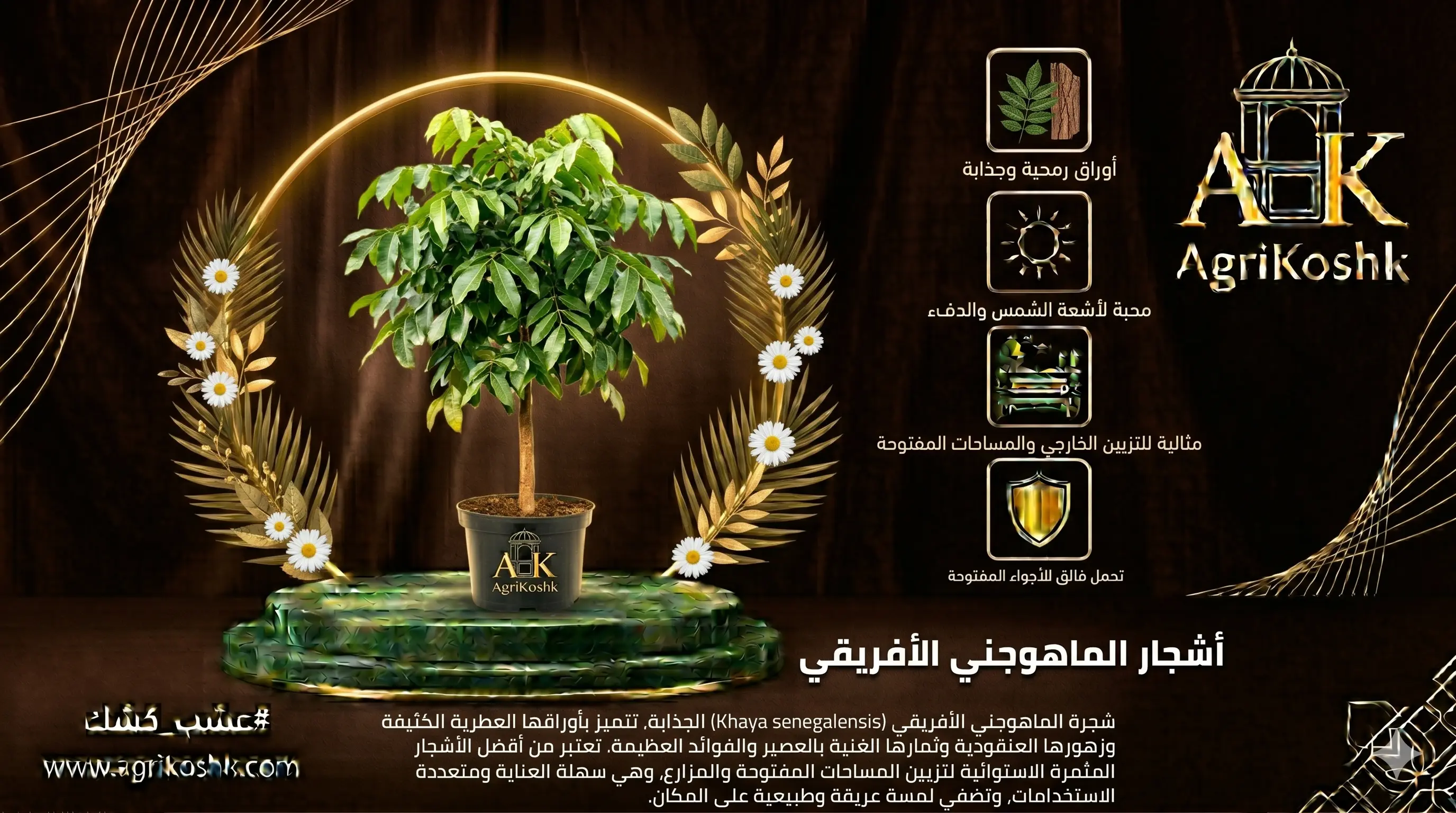 شتلات أشجار الماهوجني الأفريقي الفاخرة (خايا) - عملاق الاستثمار الخشبي الإستراتيجي والظل الغابوي الكثيف من "أجري كشك"