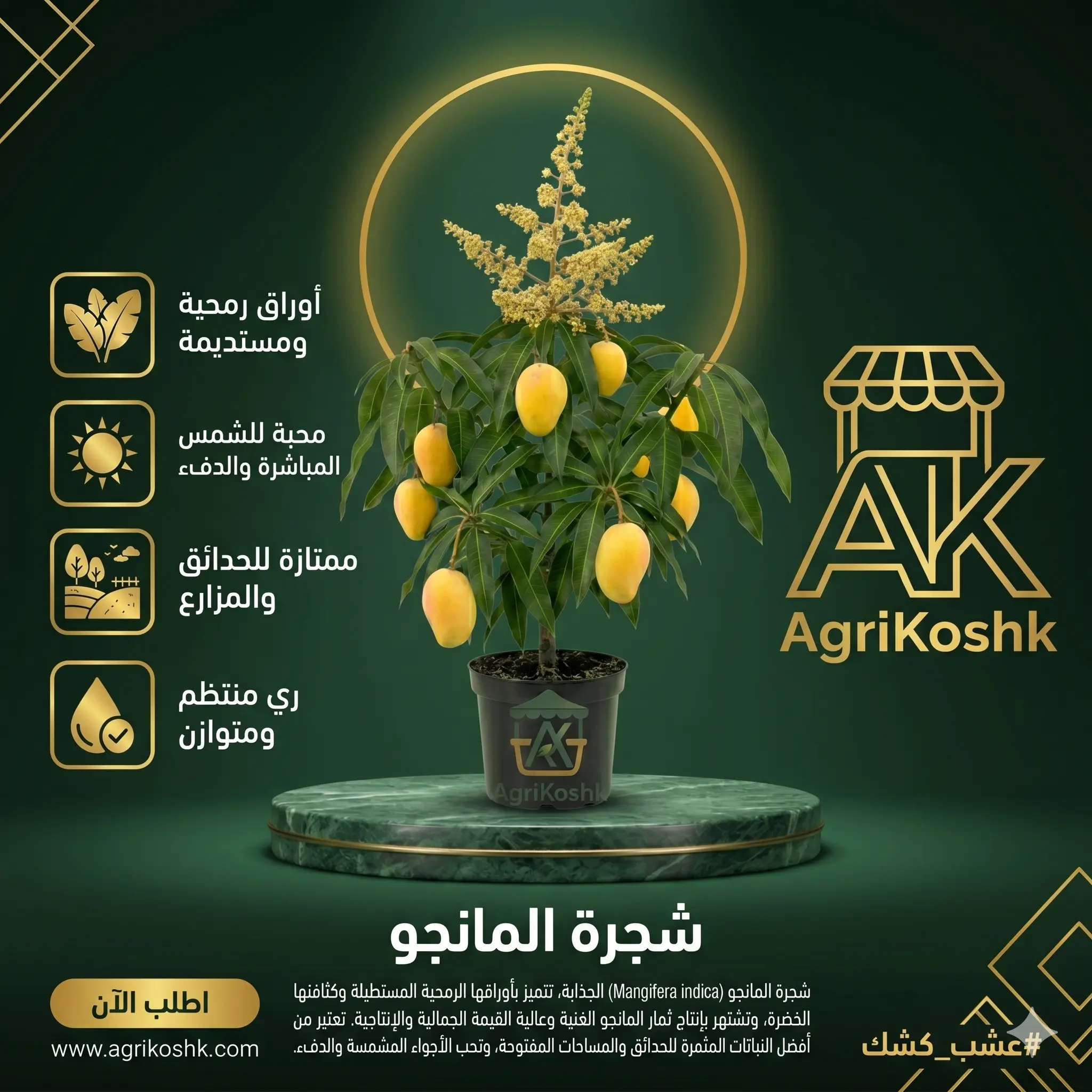 شتلات أشجار المانجو المطعومة الفاخرة (أصناف النخبة الاستثمارية) - ناعومي، كيت، زبدة، وعويسي من "أجري كشك"
