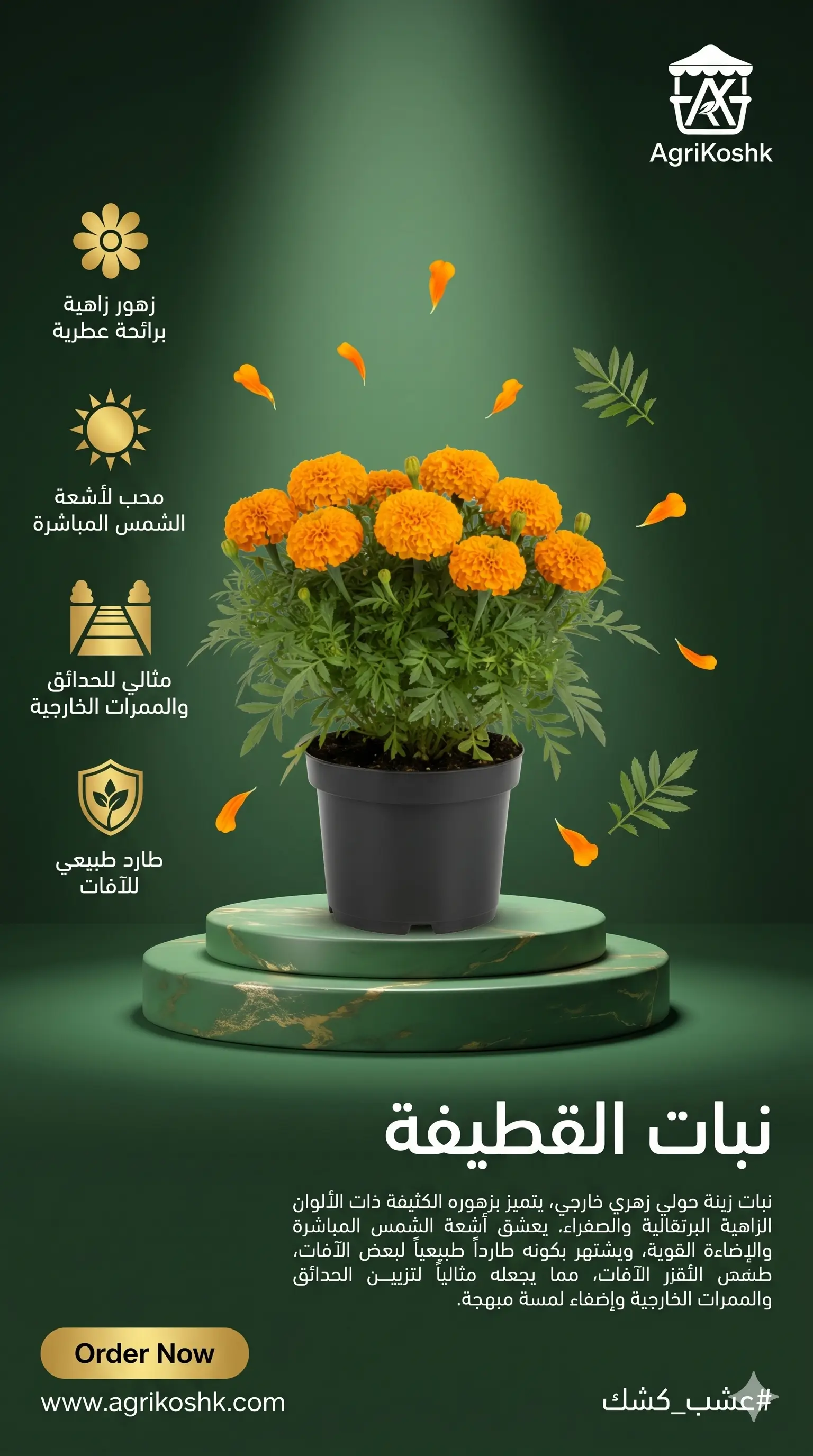 شتلات نبات القطيفة المزهر الفاخر (ماري غولد) - زهور البهجة الصامدة وحارس الحديقة الطبيعي من "أجري كشك"