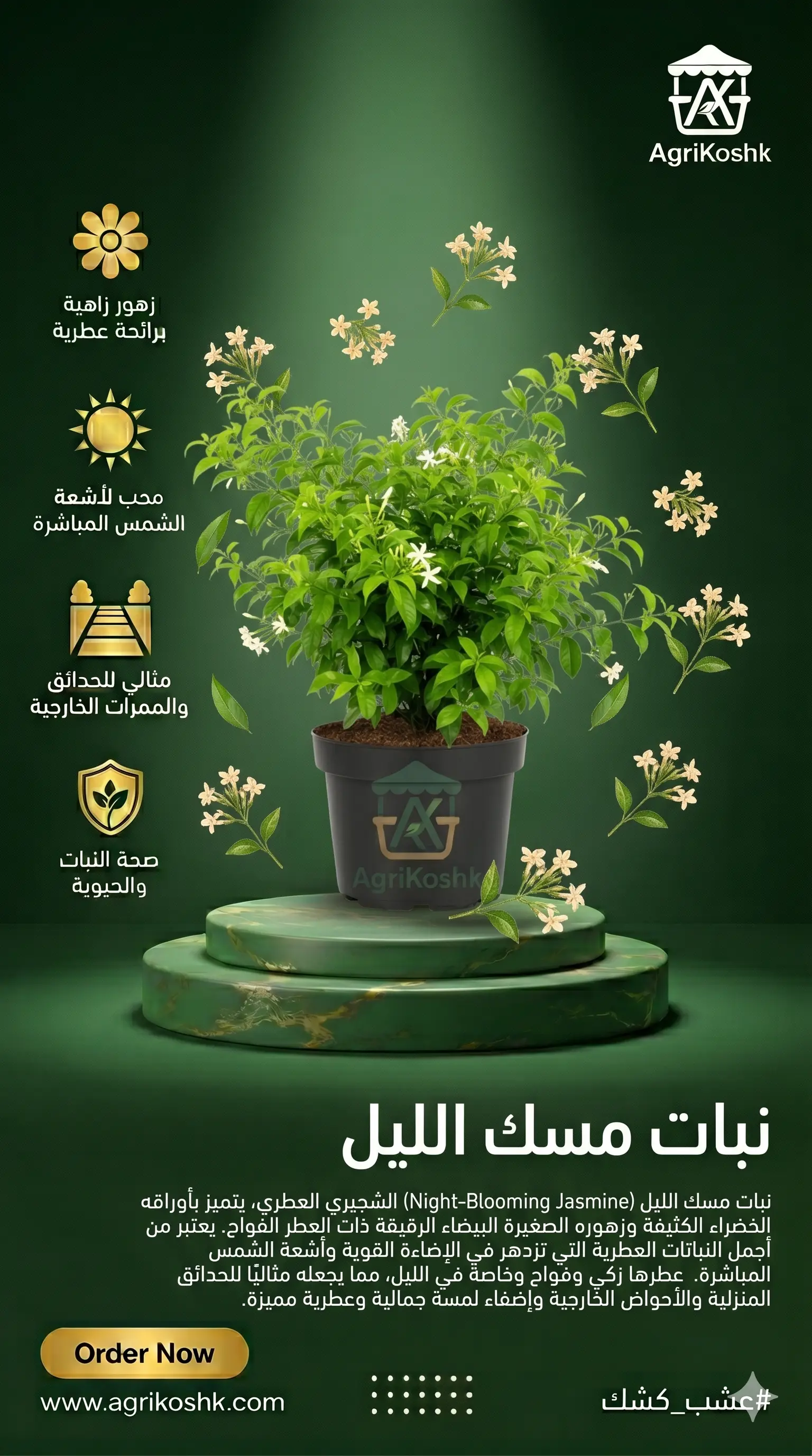 شتلات شجيرة مسك الليل الفاخرة (ملك الليل) - عطر الطبيعة الفواح والأناقة الشجيرية سريعة النمو من "أجري كشك"