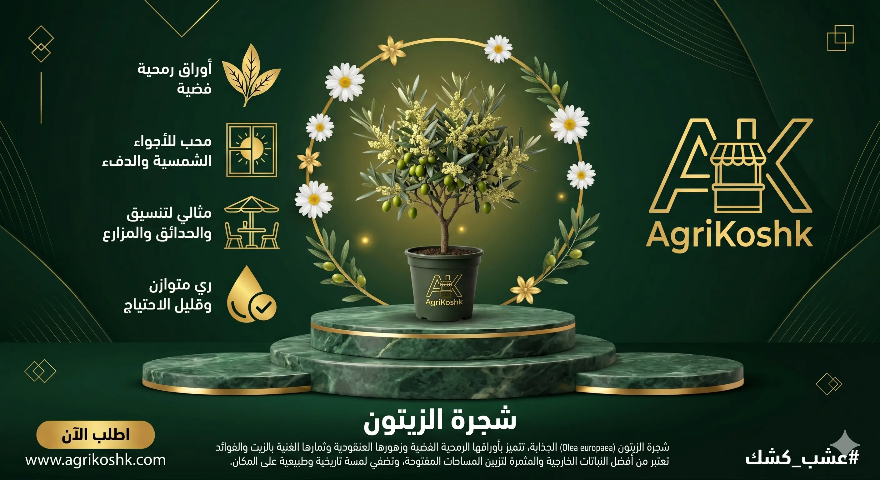 شتلات أشجار الزيتون الفاخرة (أصناف النخبة الاستثمارية) - بيكوال، مانزانيلو، وكالاماتا من "أجري كشك"