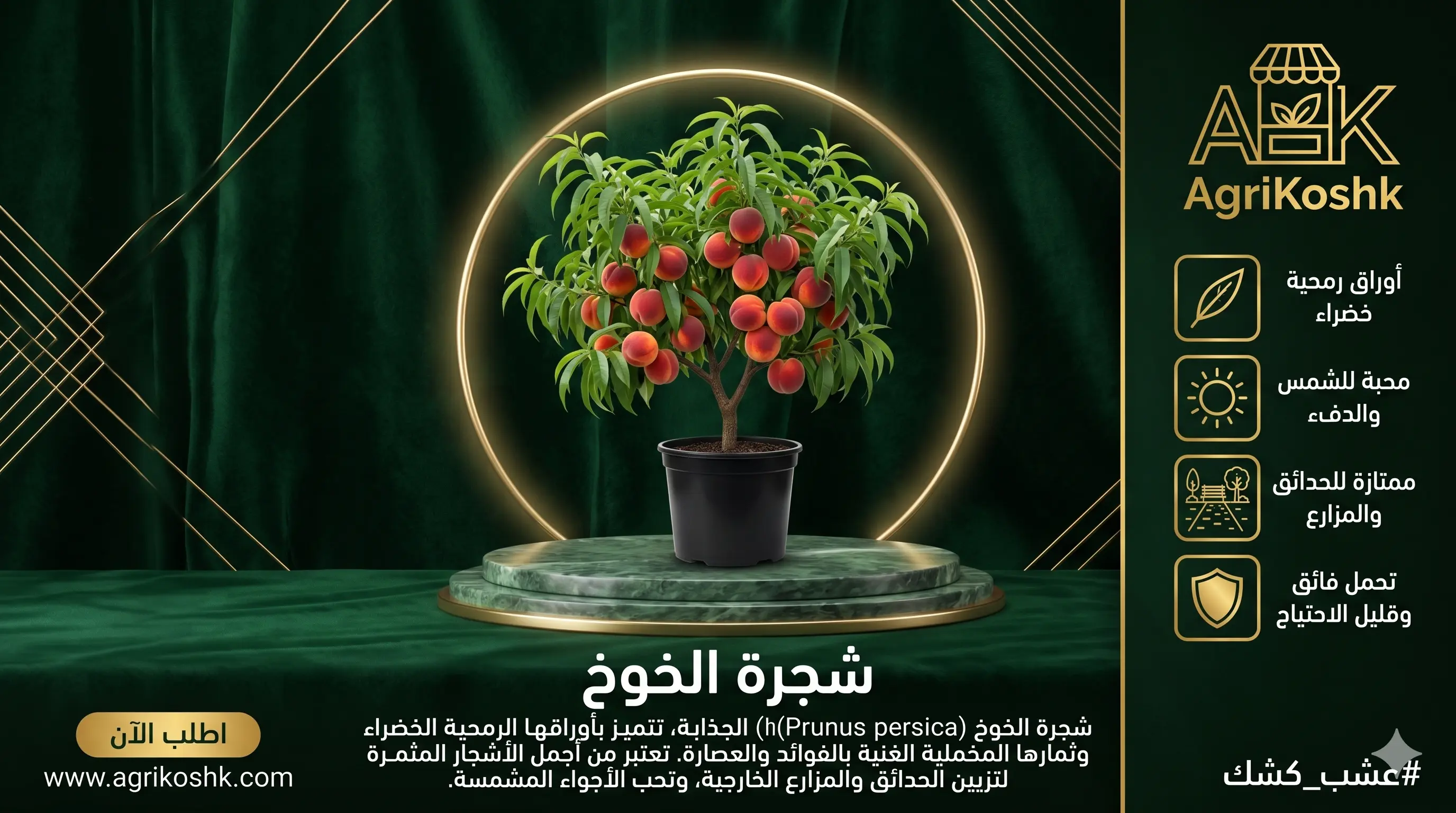 شتلات أشجار الخوخ المطعومة الفاخرة (أصناف النخبة الاستثمارية) - فلوريدا برنس، سكري، وسولنج من "أجري كشك"