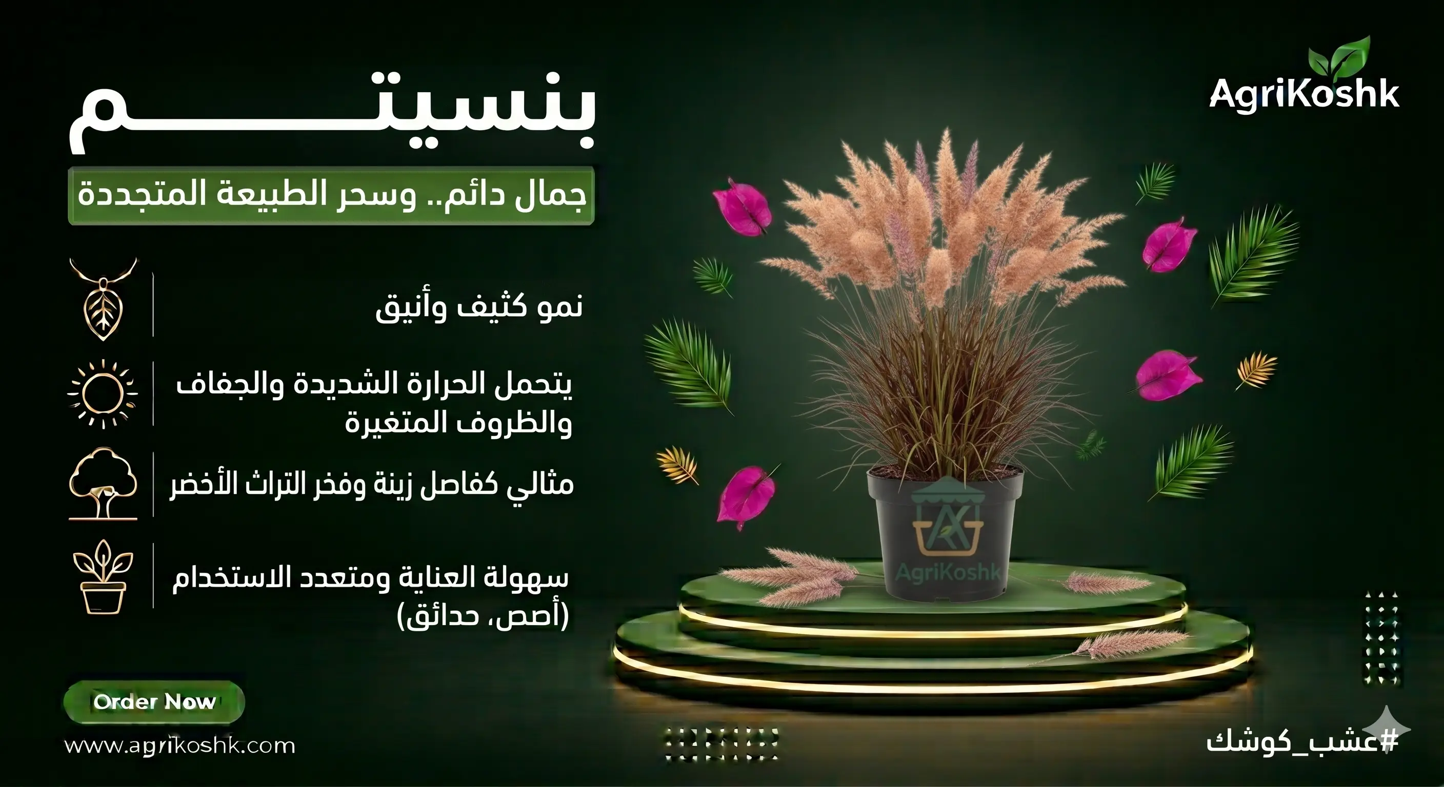 شتلات عشب البنسيتم الملكي الفاخر (Fountain Grass) - سحر الحركة الانسيابية وعملاق اللاندسكيب المودرن من "أجري كشك"