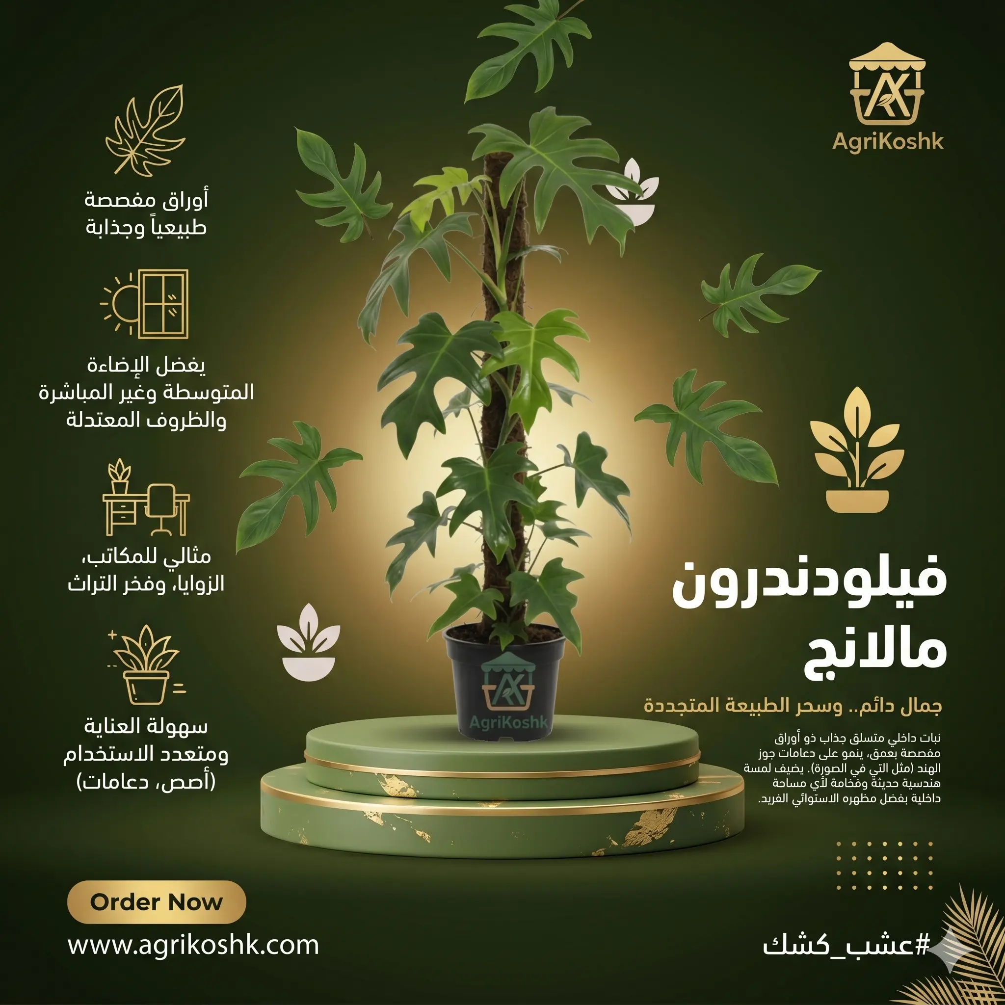 شتلات نبات فيلودندرون مالانج الفاخر (كف الوزة) - عمود التسلق الرأسي والفخامة الاستوائية من "أجري كشك"
