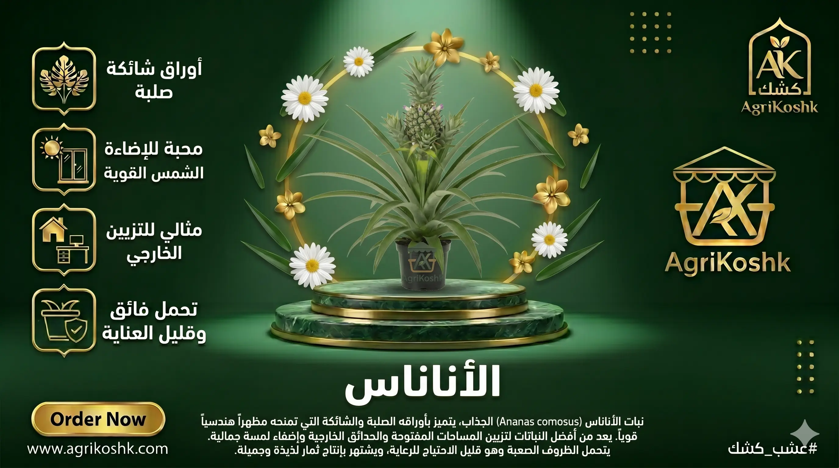 شتلات نبات الأناناس الاستوائي الفاخر (كوموسوس) - الفخامة المعمارية النادرة وثمرة التميز الملكي في منزلك من "أجري كشك"