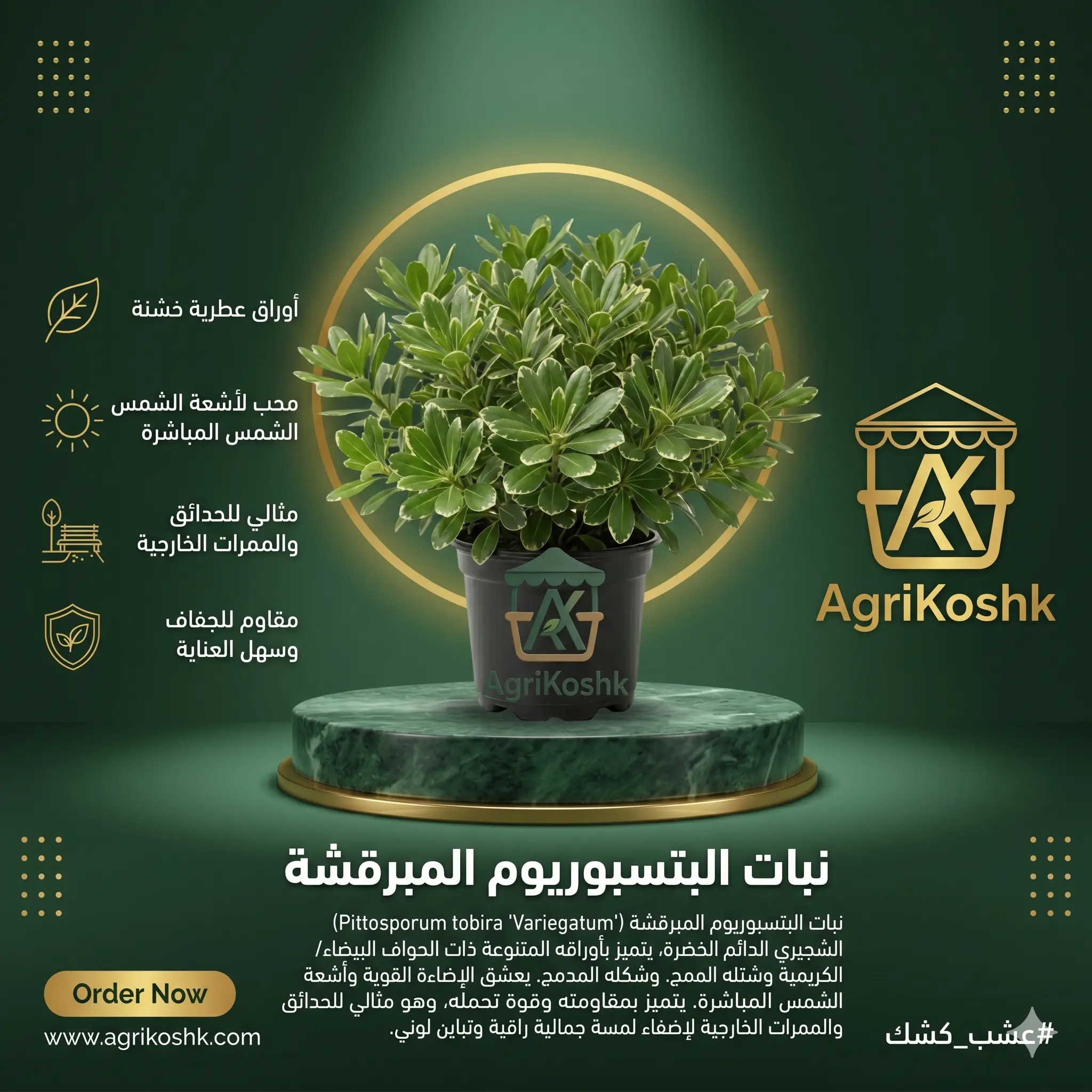 شتلات شجيرة البتسبوريوم المبرقشة الفاخرة - التناسق الهندسي المدمج والصلابة الساحلية للاندسكيب المعاصر من "أجري كشك"