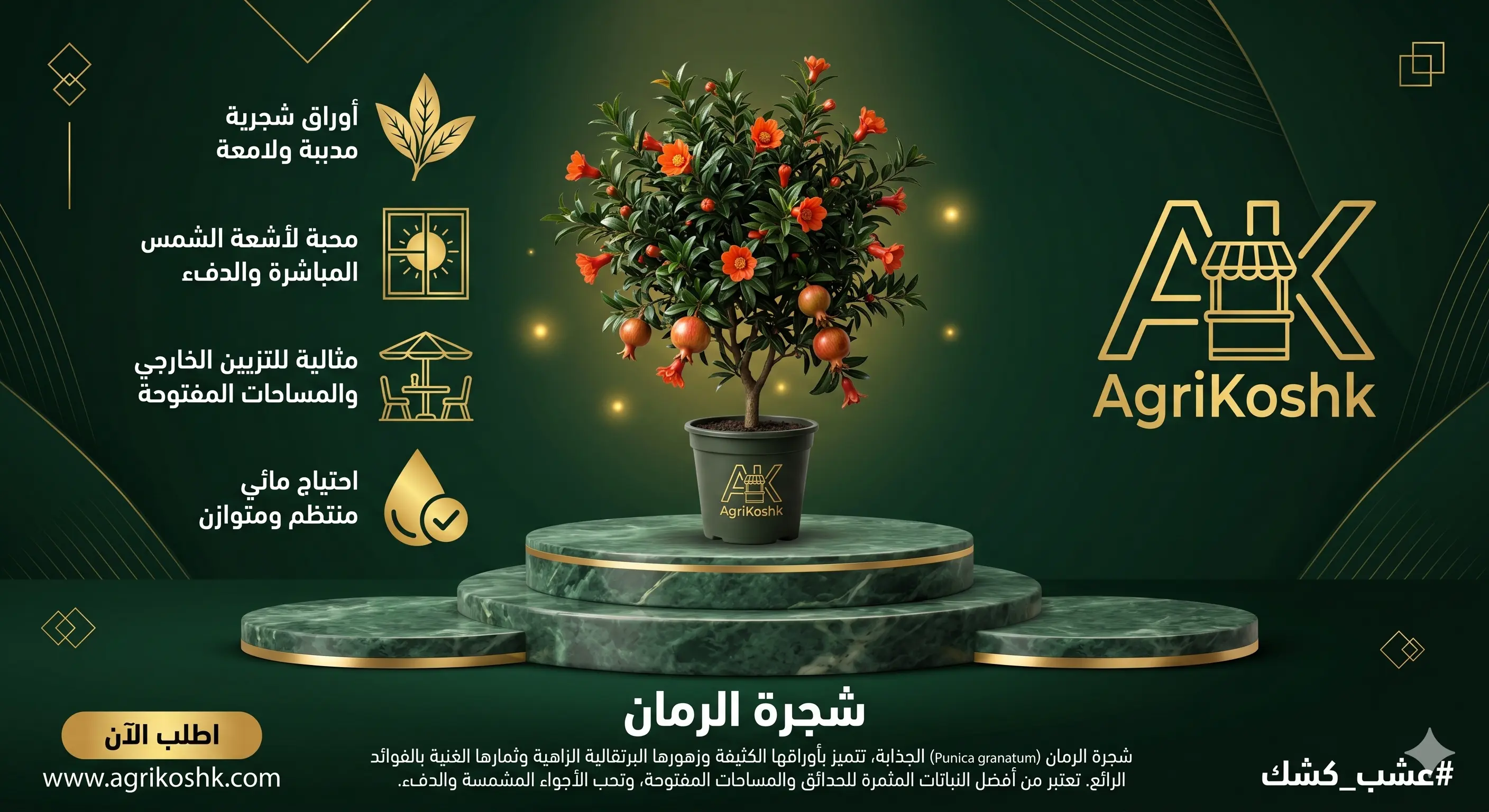 شتلات أشجار الرمان غزيرة الإنتاج الفاخرة (أصناف النخبة التجارية) - وِندرفول، منفلوطي، وسكري من "أجري كشك"