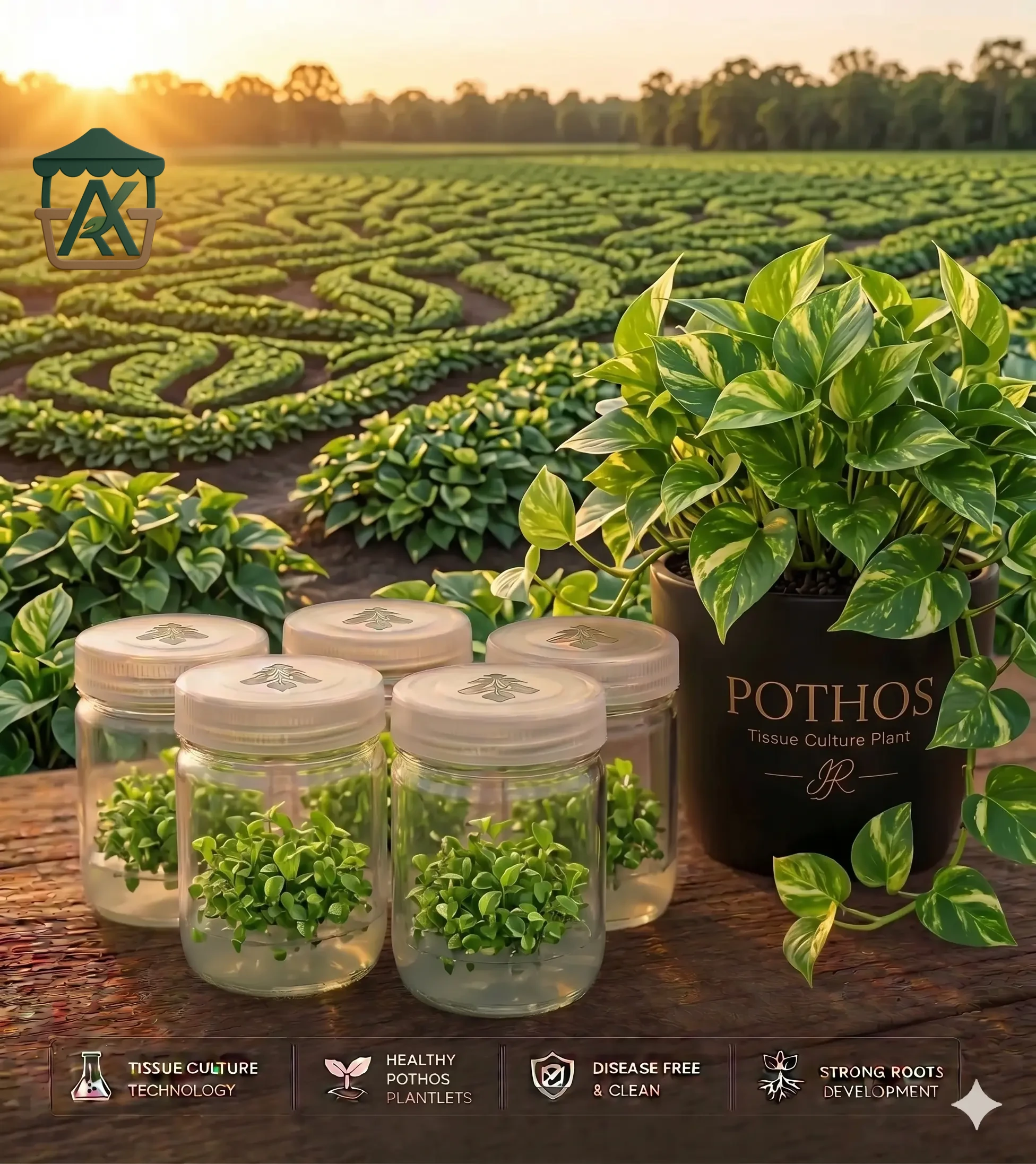 شتلات نبات البوتس المعملية الفاخرة (Tissue Pothos 1) - عملاق التغطية الجدارية والتدلي الكثيف الخالي من الذبول من "أجري كشك"