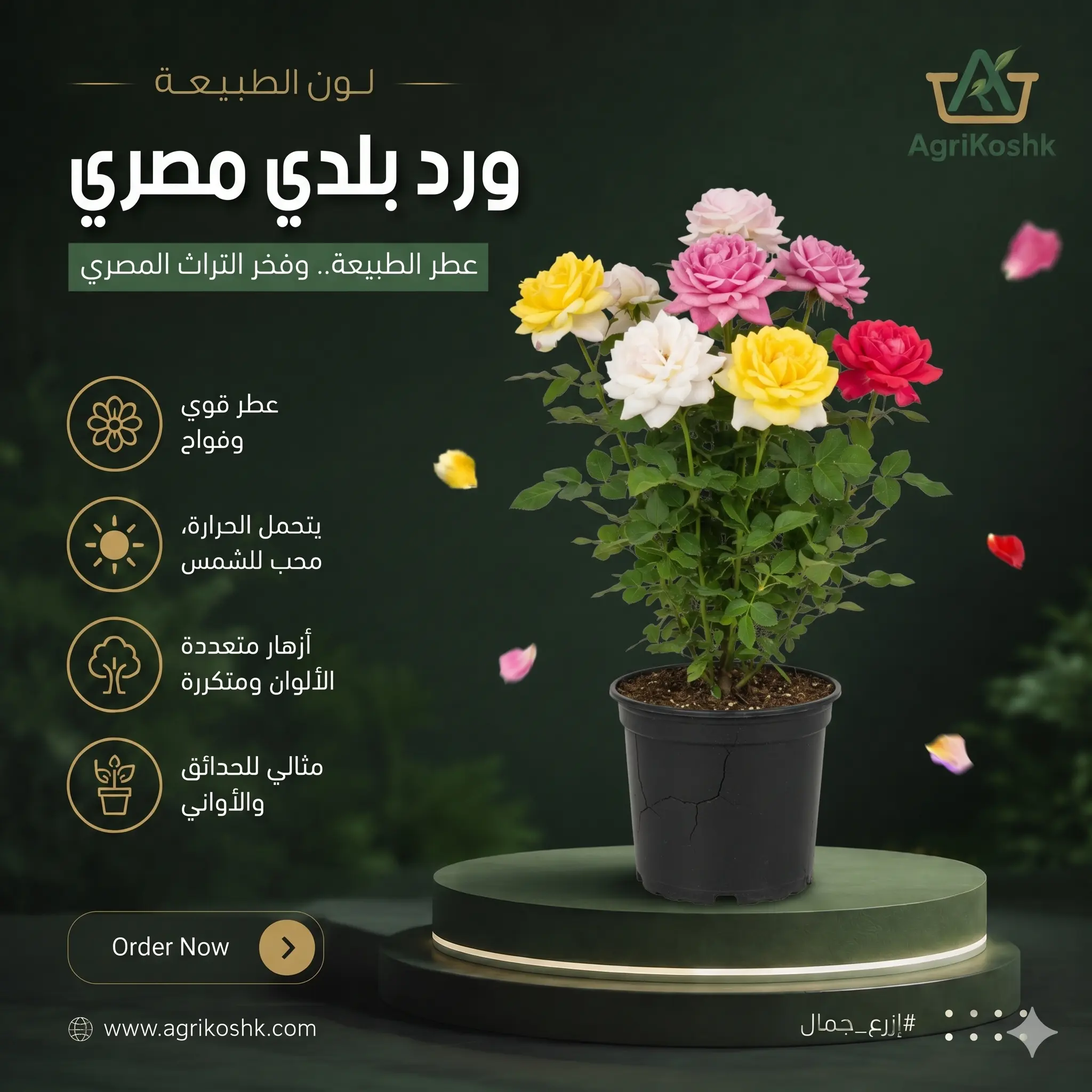 شتلات الورد البلدي المصري الفاخر (Rosa Damascena) - أصناف النخبة العطرية والإنتاج المحلي المؤصل من "أجري كشك"