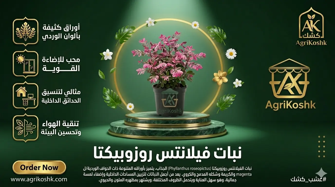 شتلات شجيرة البرينيا الوردية الفاخرة (فيلانتس روزوبيكتا) - لوحة الألوان المتدرجة والنمو الشجيري المودرن من "أجري كشك"