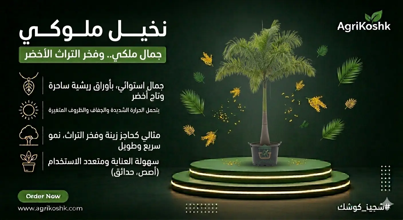 شتلات النخيل الملوكي الفاخر (رويستونا ريجيا) - عملاق الأعمدة الرخامية والمعمار الاستوائي الأرستقراطي من "أجري كشك"