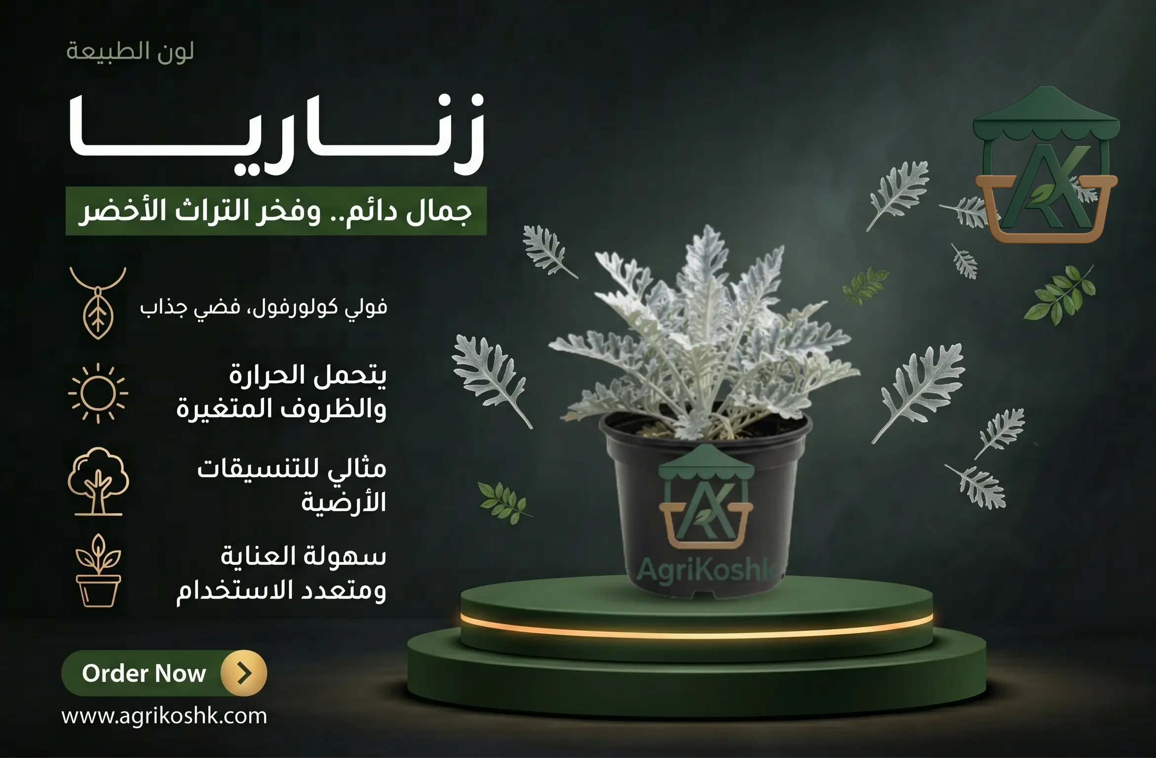 شتلات الزناريا الفضي سيلفر دست (Silver Dust) - الأناقة المخملية الناصعة والتباين الثلجي الساحر لحديقتك من أجري كشك