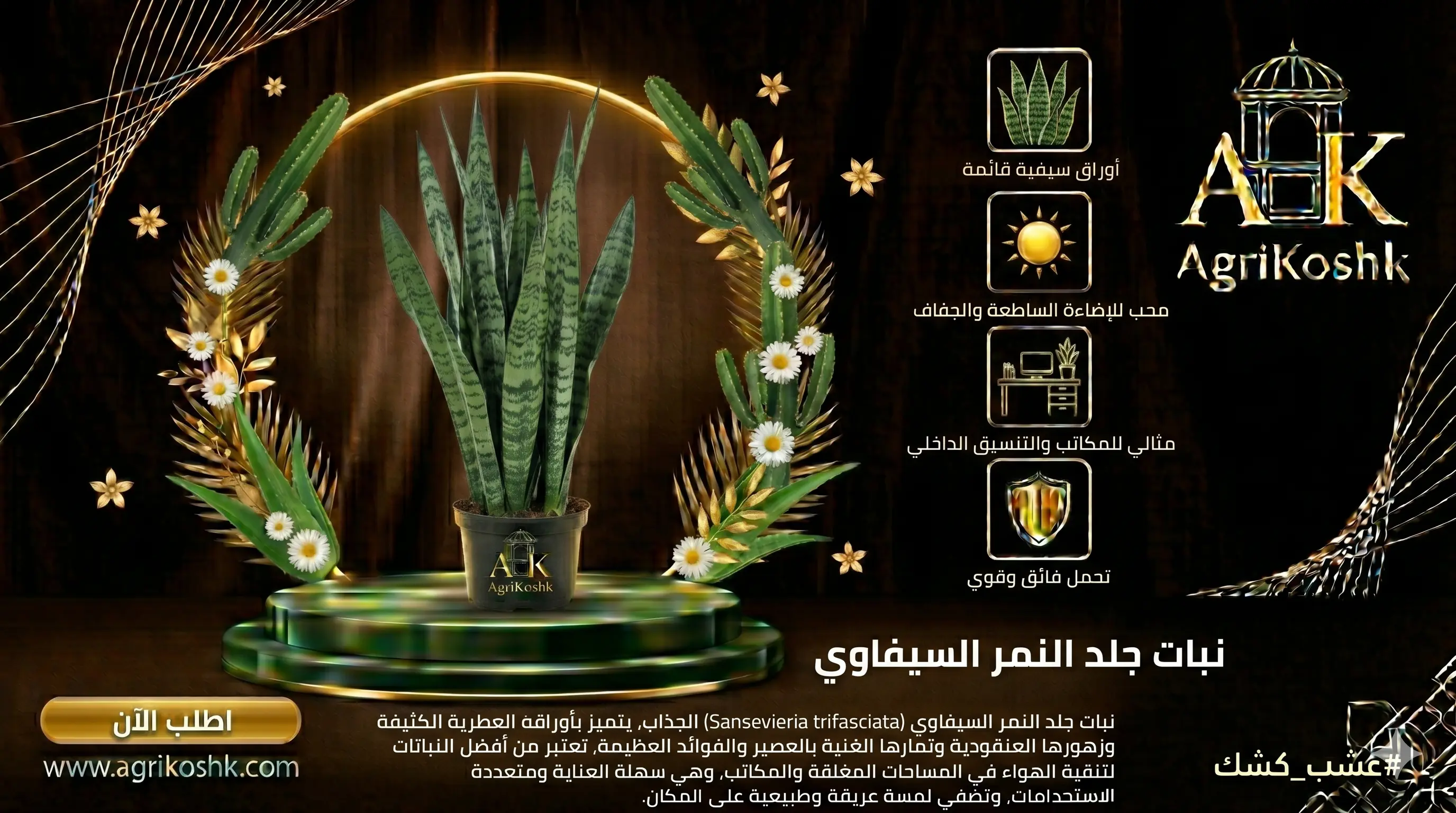 شتلات نبات جلد النمر السيفاوي الفاخر (درstandard طراز النخبة) - فلتر الأوكسجين الليلي والأناقة المعمارية المستدامة من "أجري كشك"