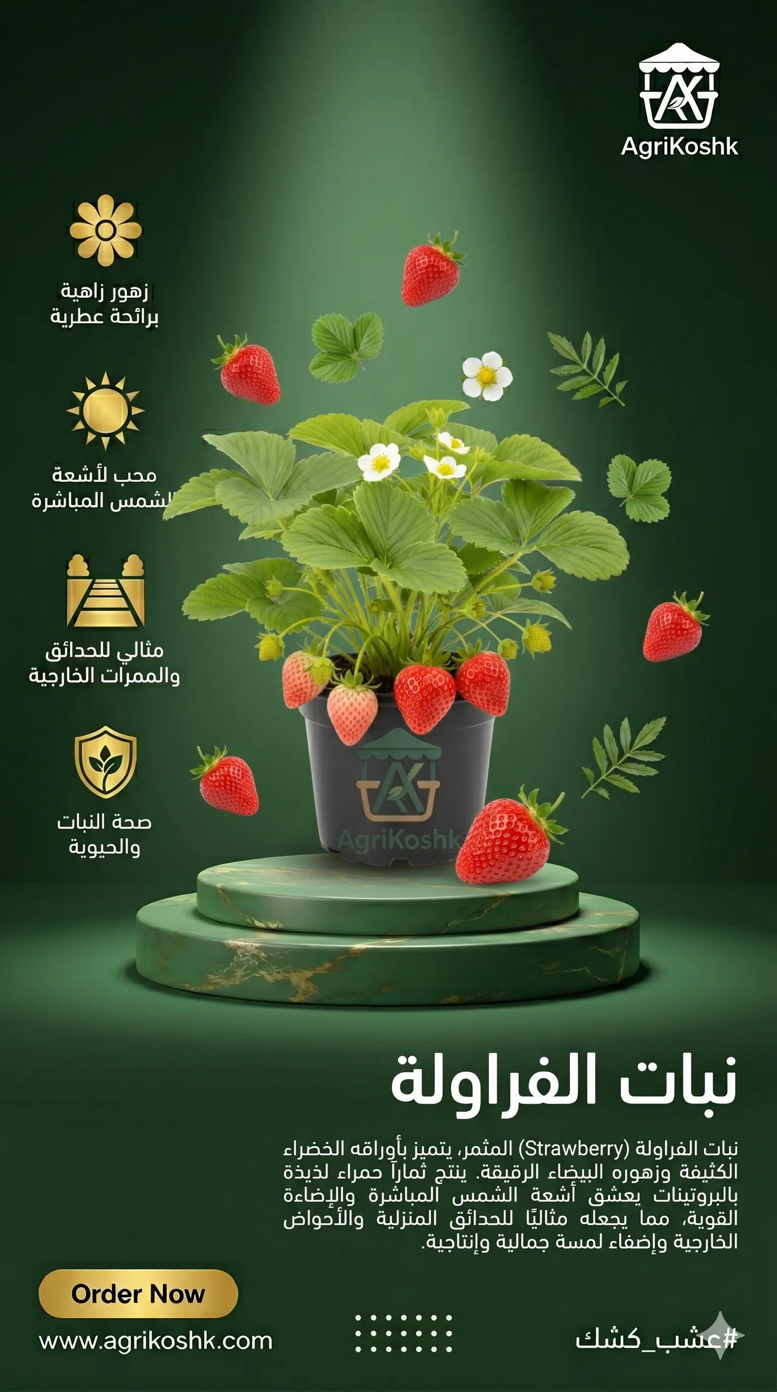 شتلات نبات الفراولة المستديمة الفاخرة - استمتع بحصاد فاكهتك الطازجة وحلاوة المذاق من بلكونتك مباشرة مع "أجري كشك"