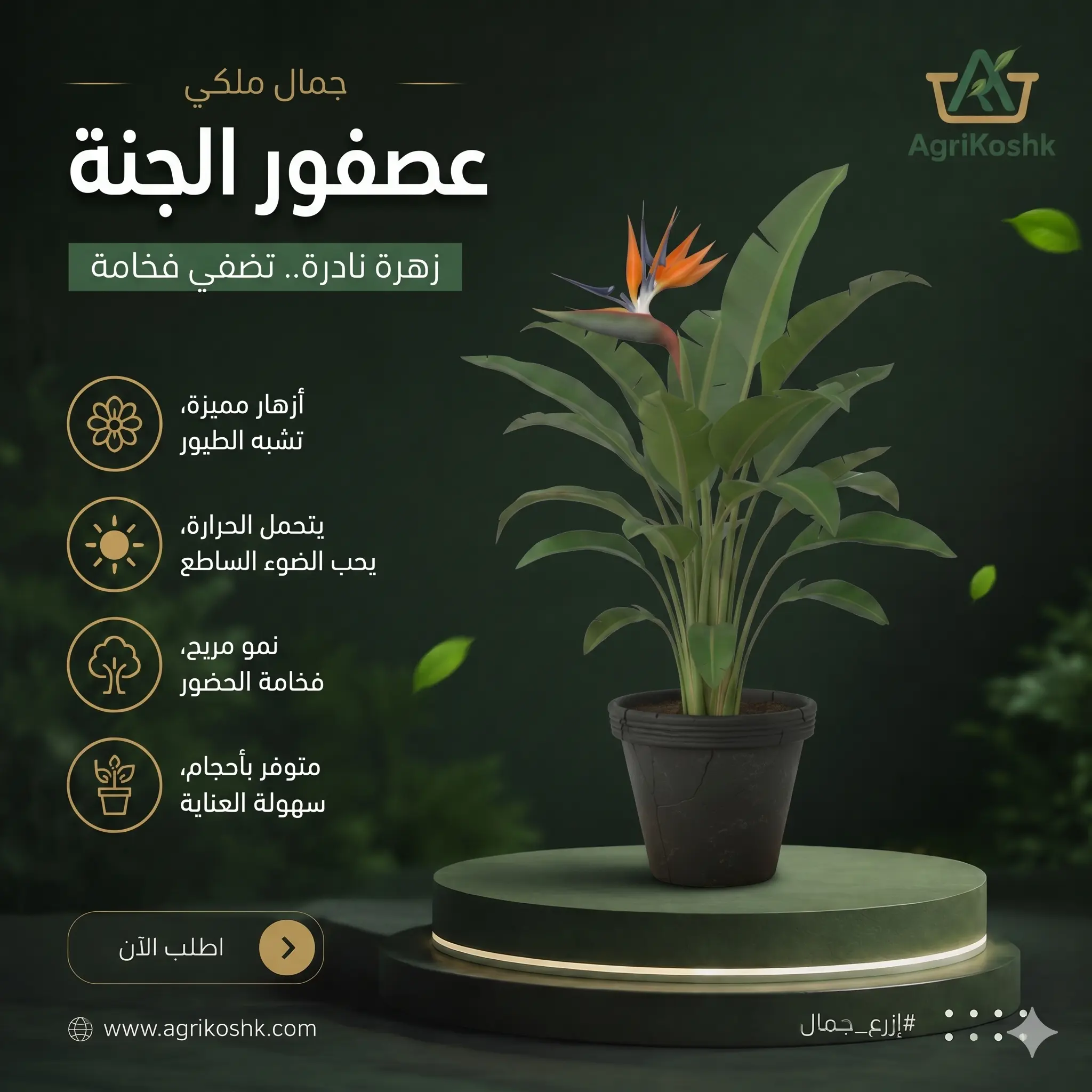 شتلات نبات عصفور الجنة الملكي الفاخر (Strelitzia Reginae) - النخبة الاستوائية المؤصلة والإنتاج المحلي المستدام من "أجري كشك"