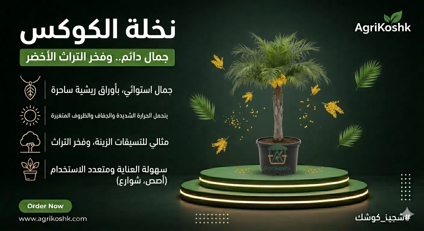 شتلات نخلة الكوكس الفاخرة (نخيل الملكة الملكي) - النمو الصاروخي والانسيابية الاستوائية الاقتصادية من "أجري كشك"