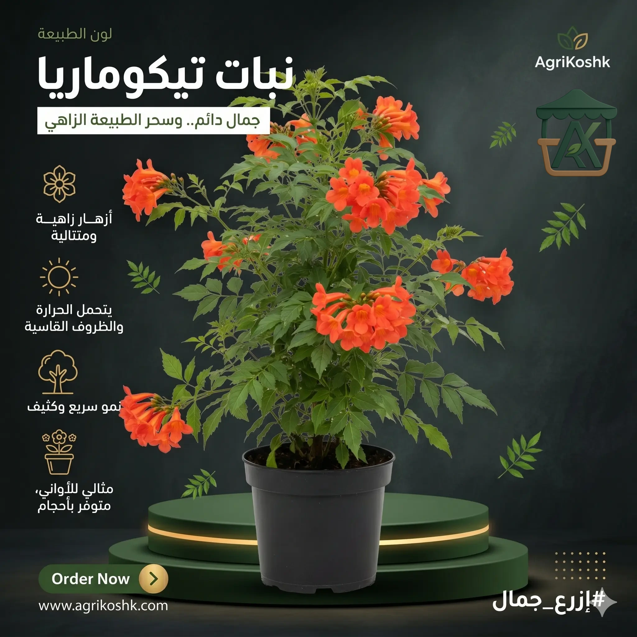 شتلات شجيرة التيكوماريا الملكية المزهرة (Tecomaria Capensis) - عملاق الأسيجة الحية المستدامة والتفجير البوقي من "أجري كشك"