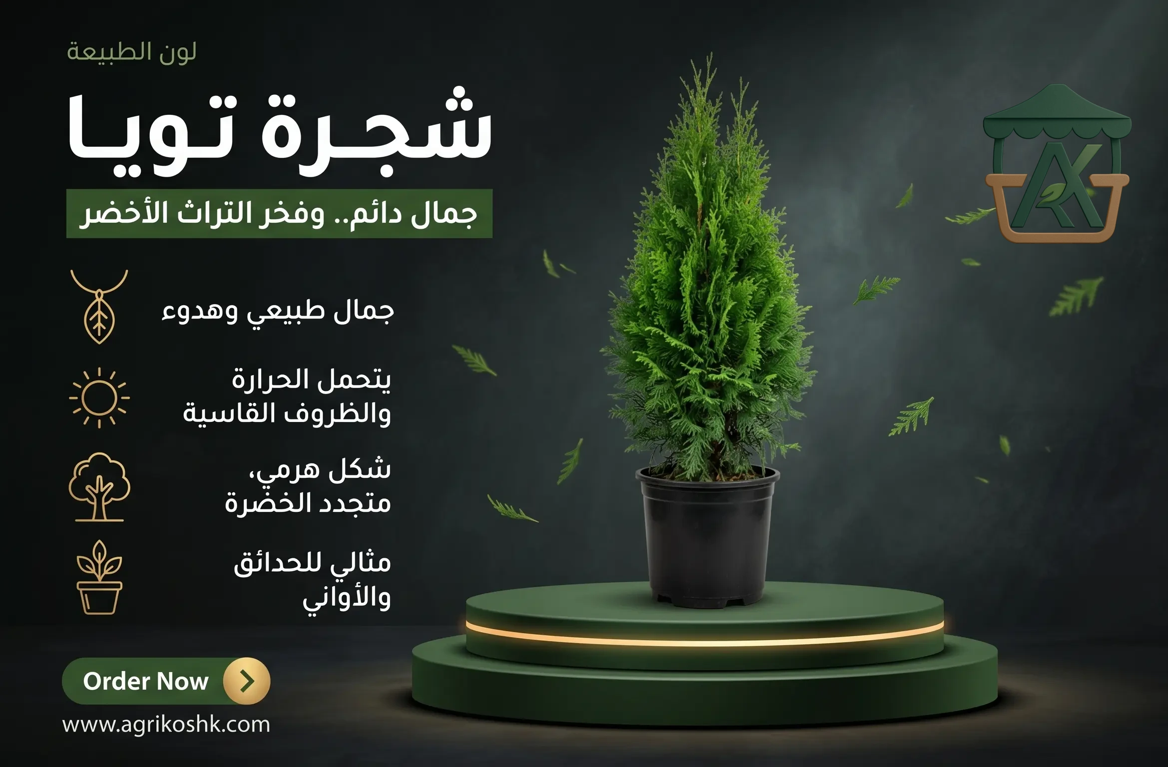 شتلات شجرة التويا المخروطية الفاخرة (Thuja) - عملاق الخصوصية الأرستقراطي والأسوار الحية المعمارية من "أجري كشك"