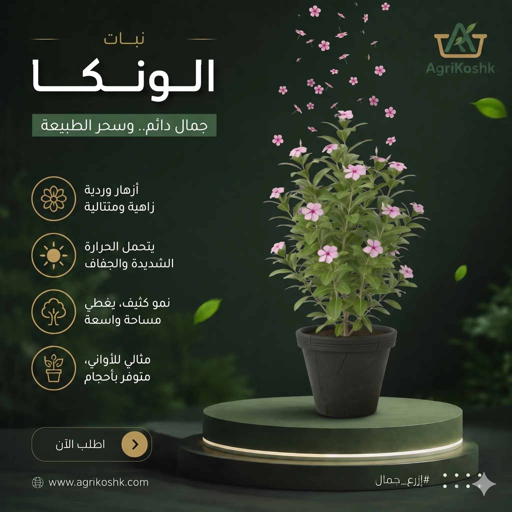 شتلات نبات الونكا الملكية الفاخرة (Vinca Rosea) - أصناف النخبة الاستوائية والإنتاج المحلي المؤصل من "أجري كشك"